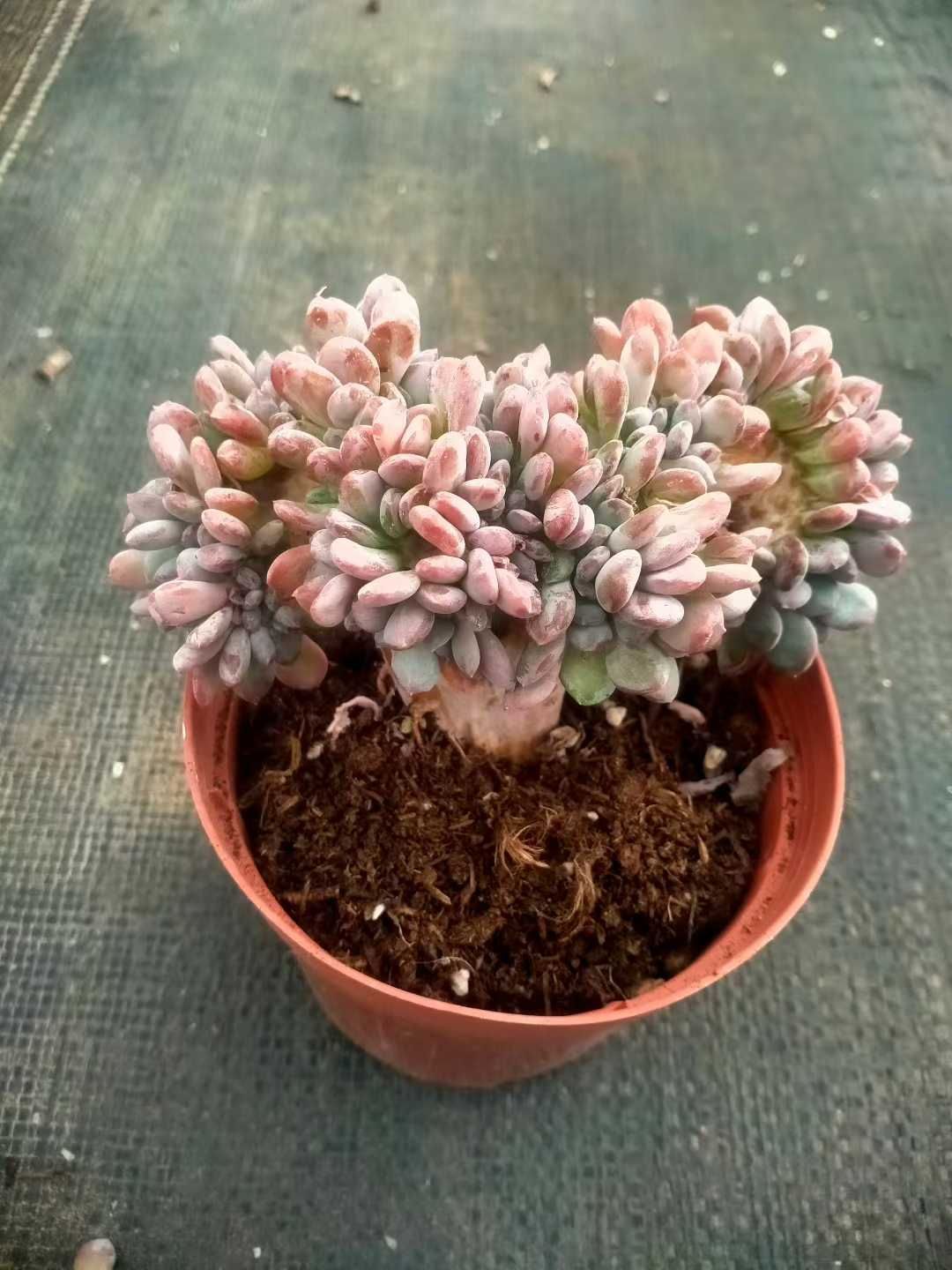 新発売 12株セット ピンク姫石化 抜き苗 多肉植物 佐川急便発送