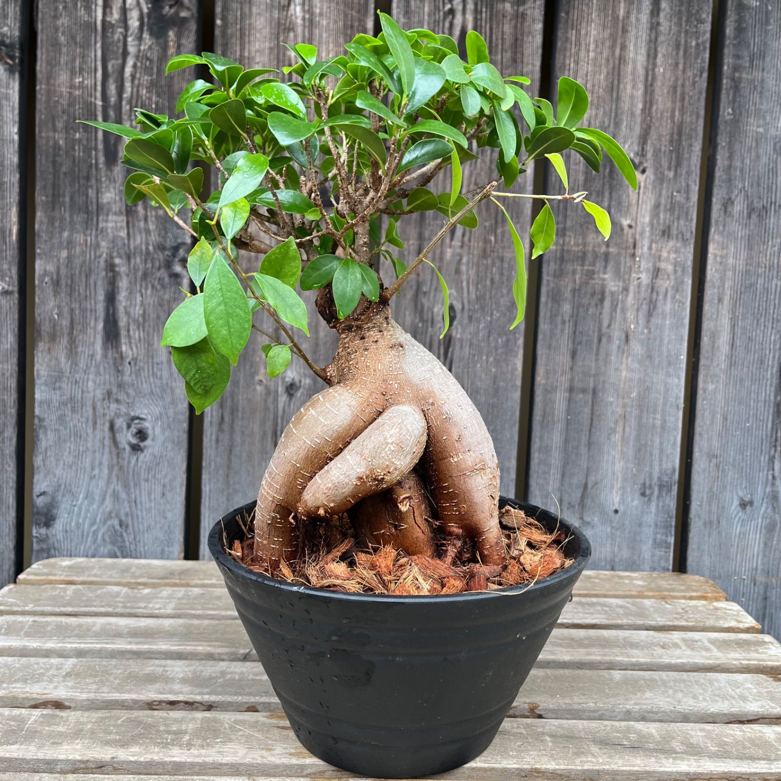 ガジュマル 6号平鉢 幹の形がカッコイイ❗️ - メルカリ