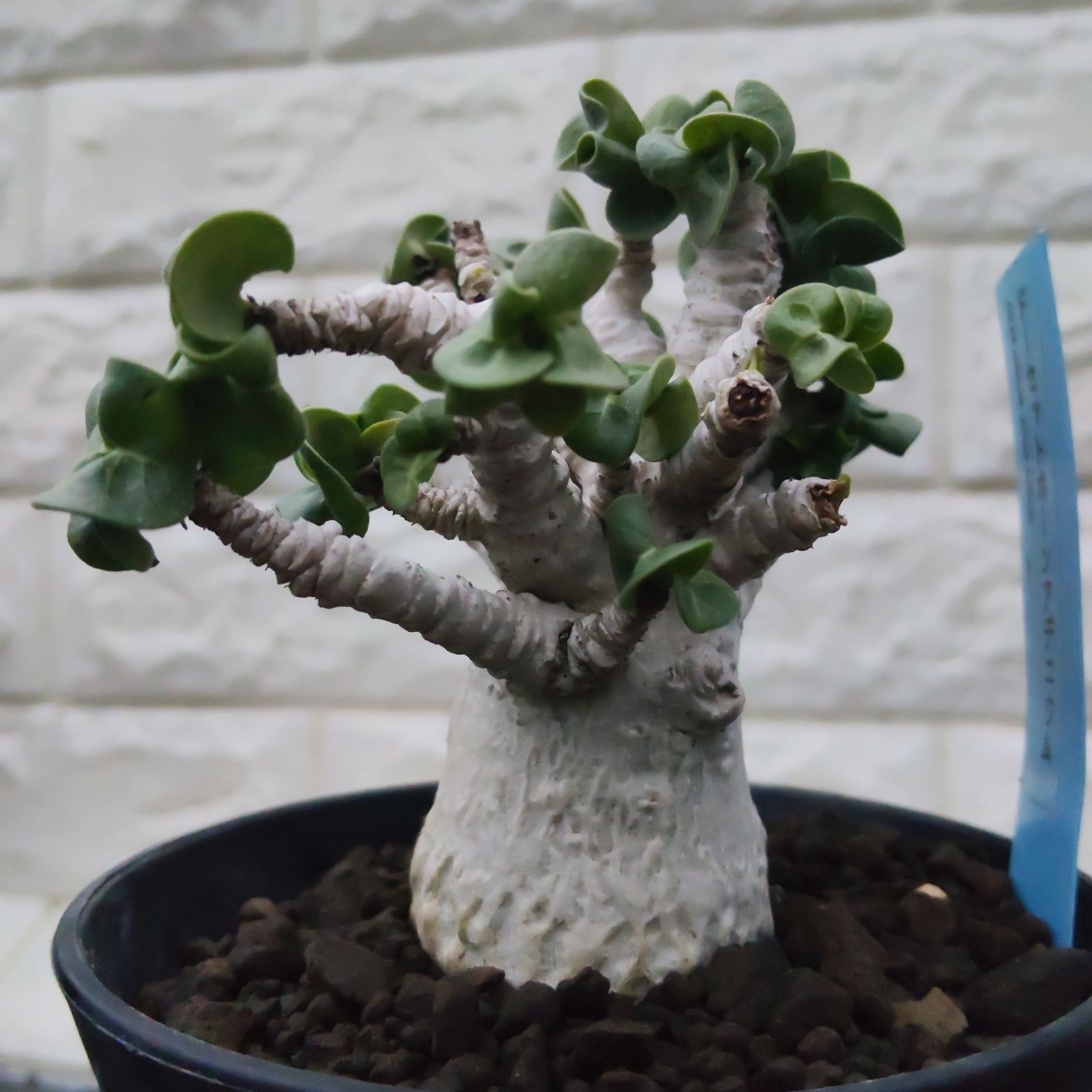 ドーセットホーン アデニウム 獅子葉 葉巻 巻葉 塊根植物 コーデックス