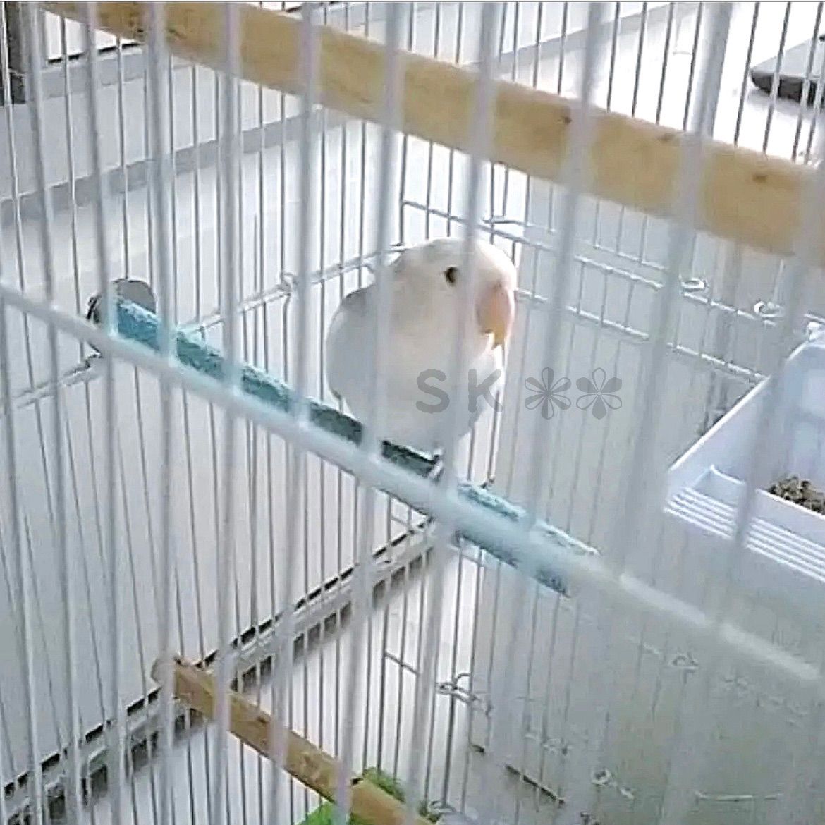 ☘️２本組 鳥 サンドパーチ 止まり木 (クリームイエロー) - 止まり木