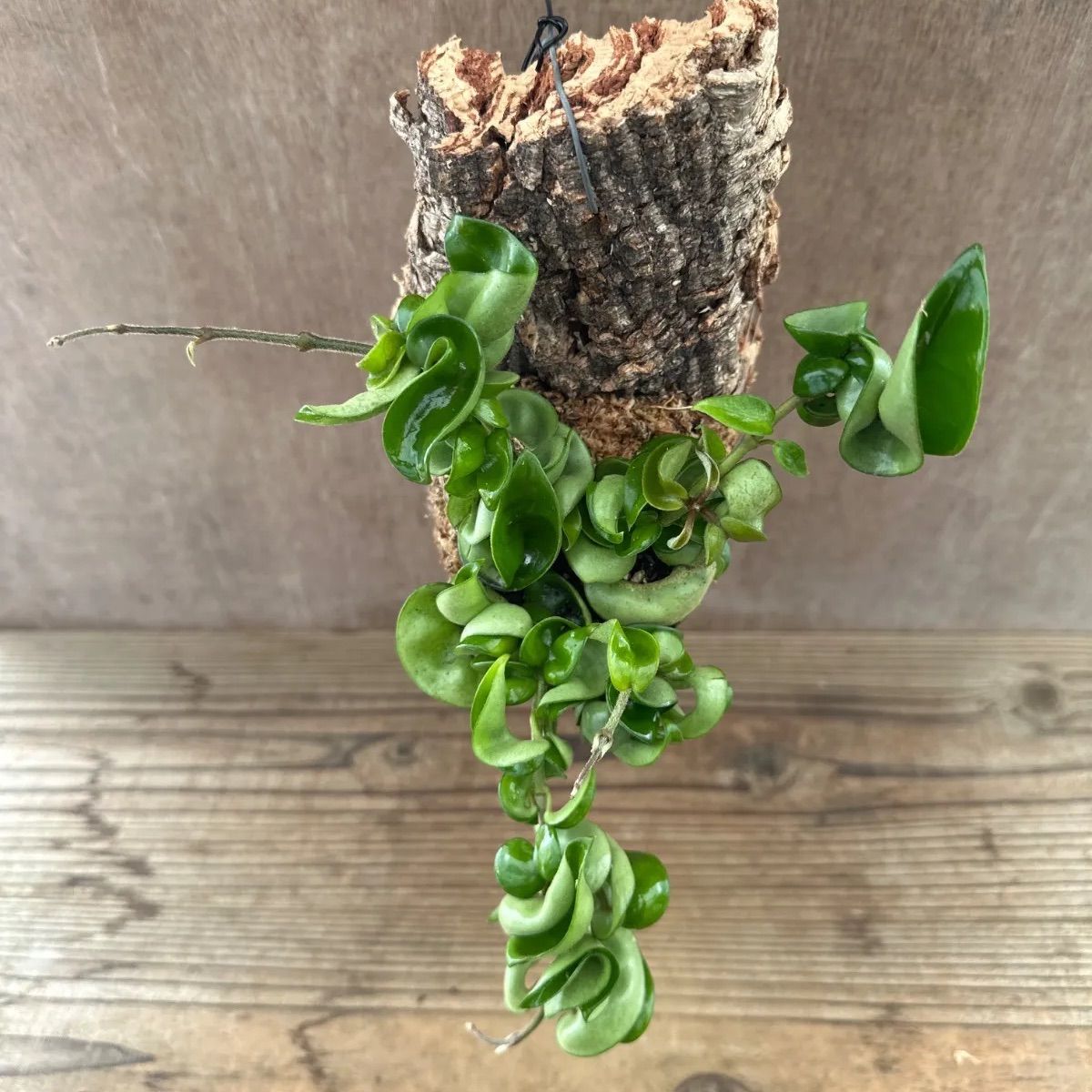 ホヤ カルノーサ コンパクタ コルク付け ③ Hoya carnosa compacta