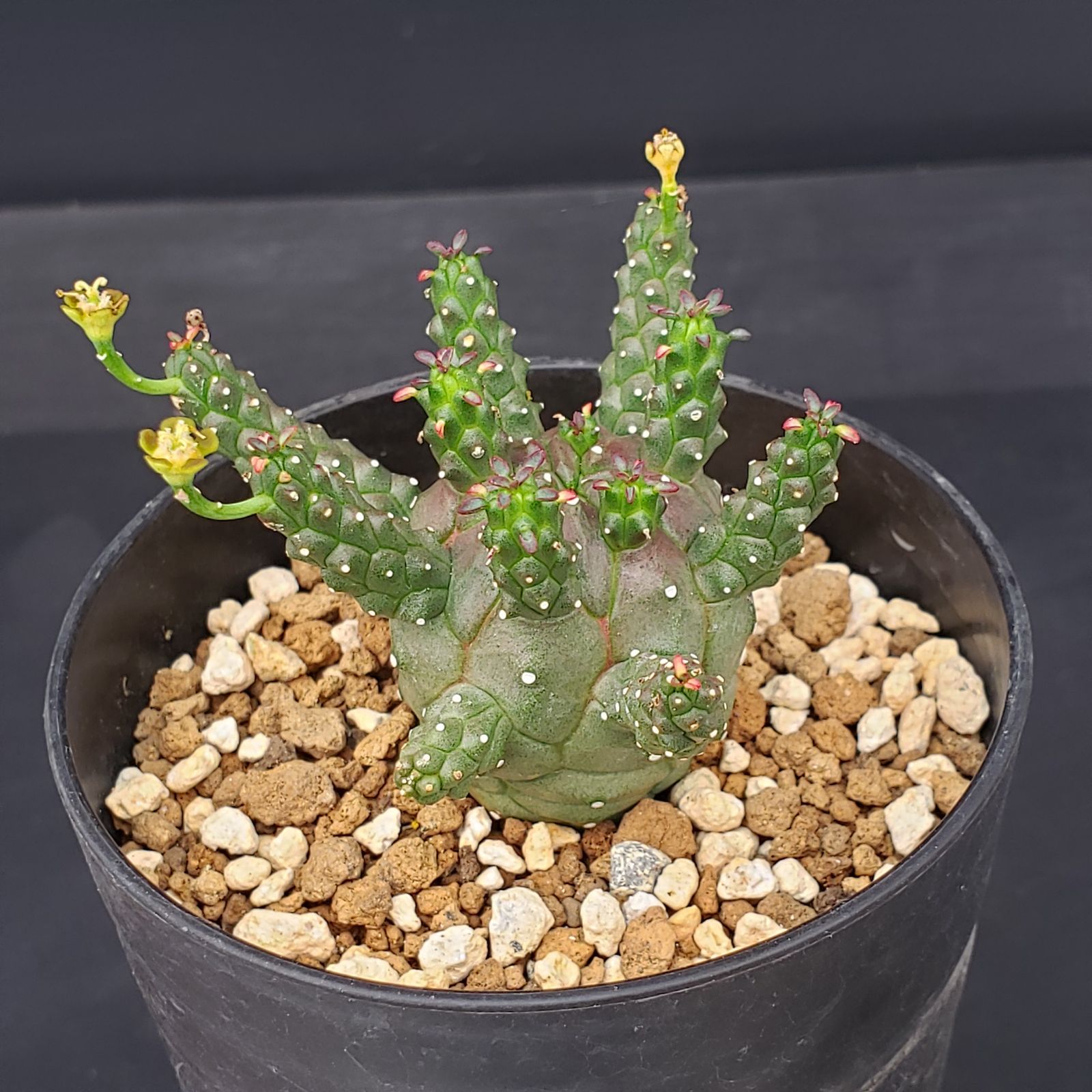 H346【自社養生株】ユーフォルビア ガムケンシス（発根株