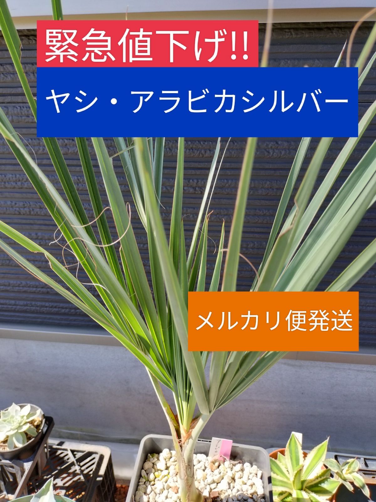 ヤシ 苗 【ナンノロプス・アラビカ 'シルバー】Nannorrhops arabica