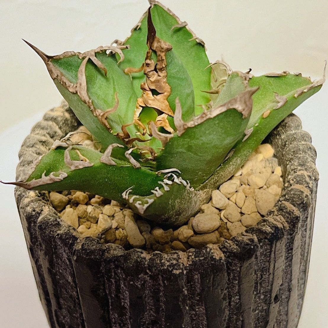 アガベ 多肉植物 チタノタ シーザー 絶品希少株 台湾からの輸入 9cm 