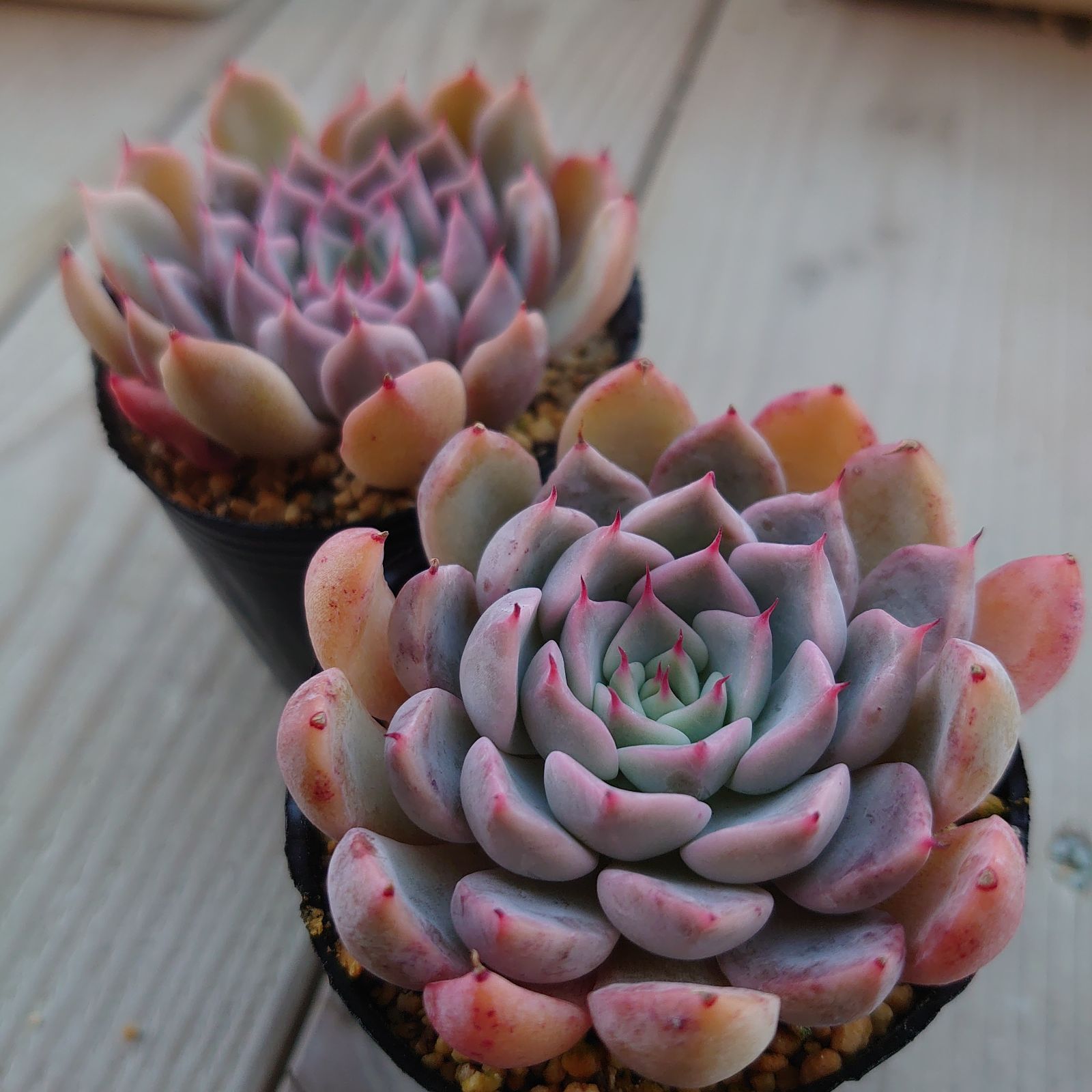 メクセンシスザラゴーサ メクセンシスザラゴーサ②