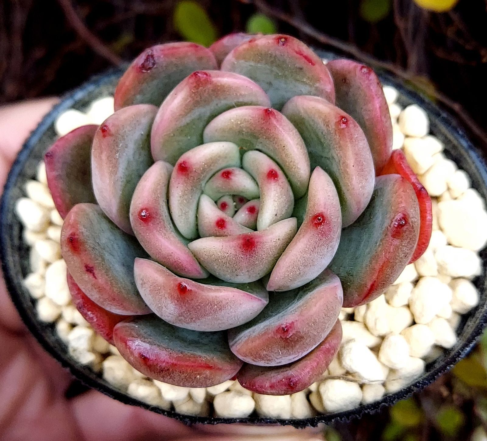 ボラカイ◎多肉植物 カット苗 韓国苗 エケベリア等 多肉植物⭐︎韓国苗 ボラカイ - メルカリ