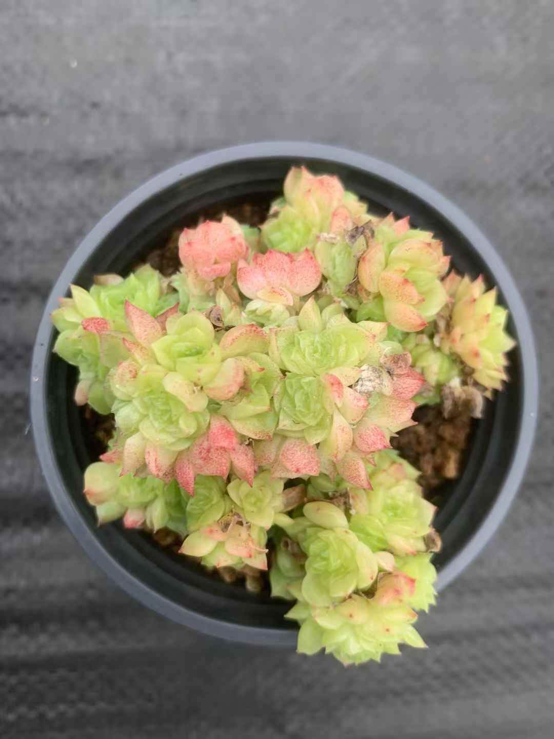 35株の抜き苗セット イエローバブル 多肉植物 佐川急便発送 エケベリア 韓国苗 LX55