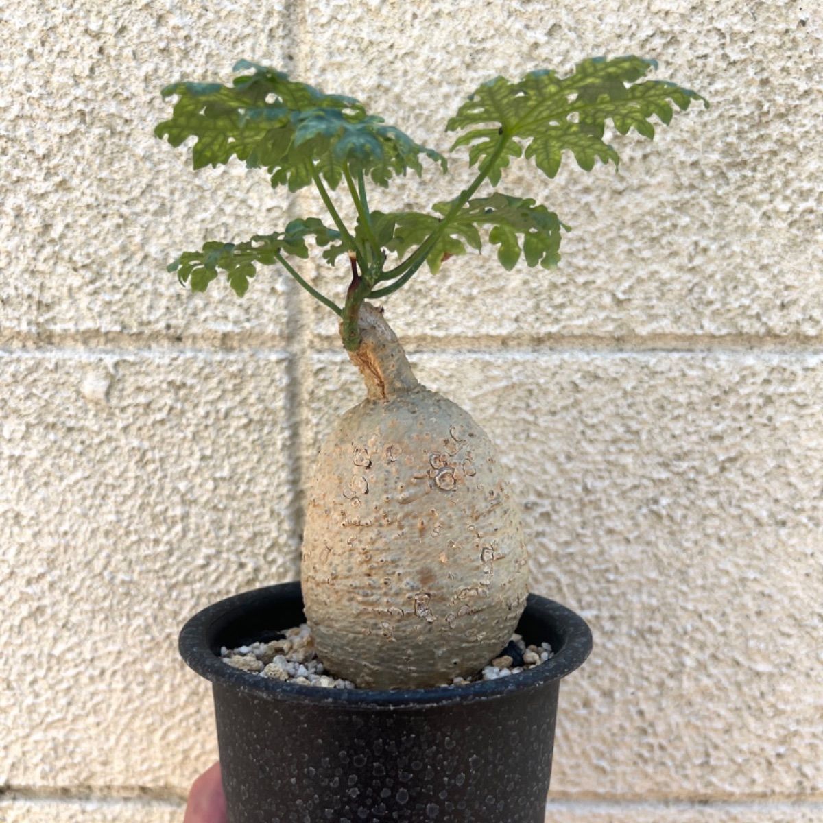 新作入荷SALE9 アデニア ペリエリAdenia perrieri[未発根・塊根植物・［検索用　塊根植物グラキリス　塊根　パキプス] その他