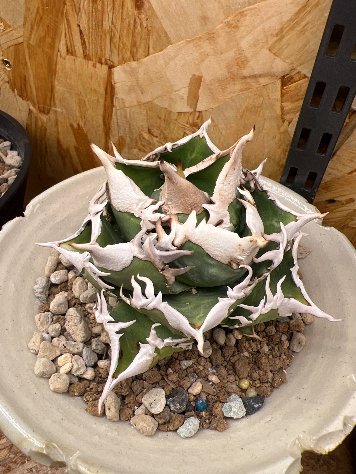 AL1007】ユッカ ロストラータ シルバーブルー個体 超美形 AL1011