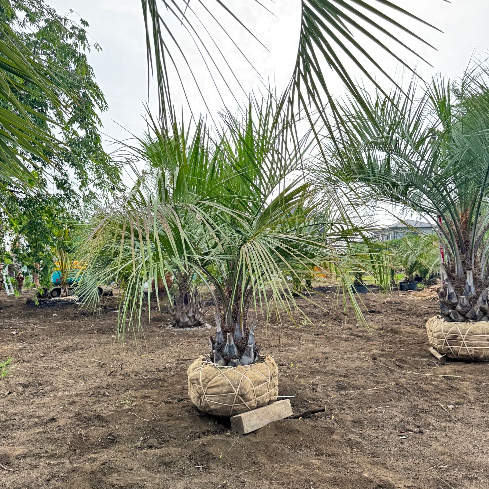 ココスヤシ - メルカリ