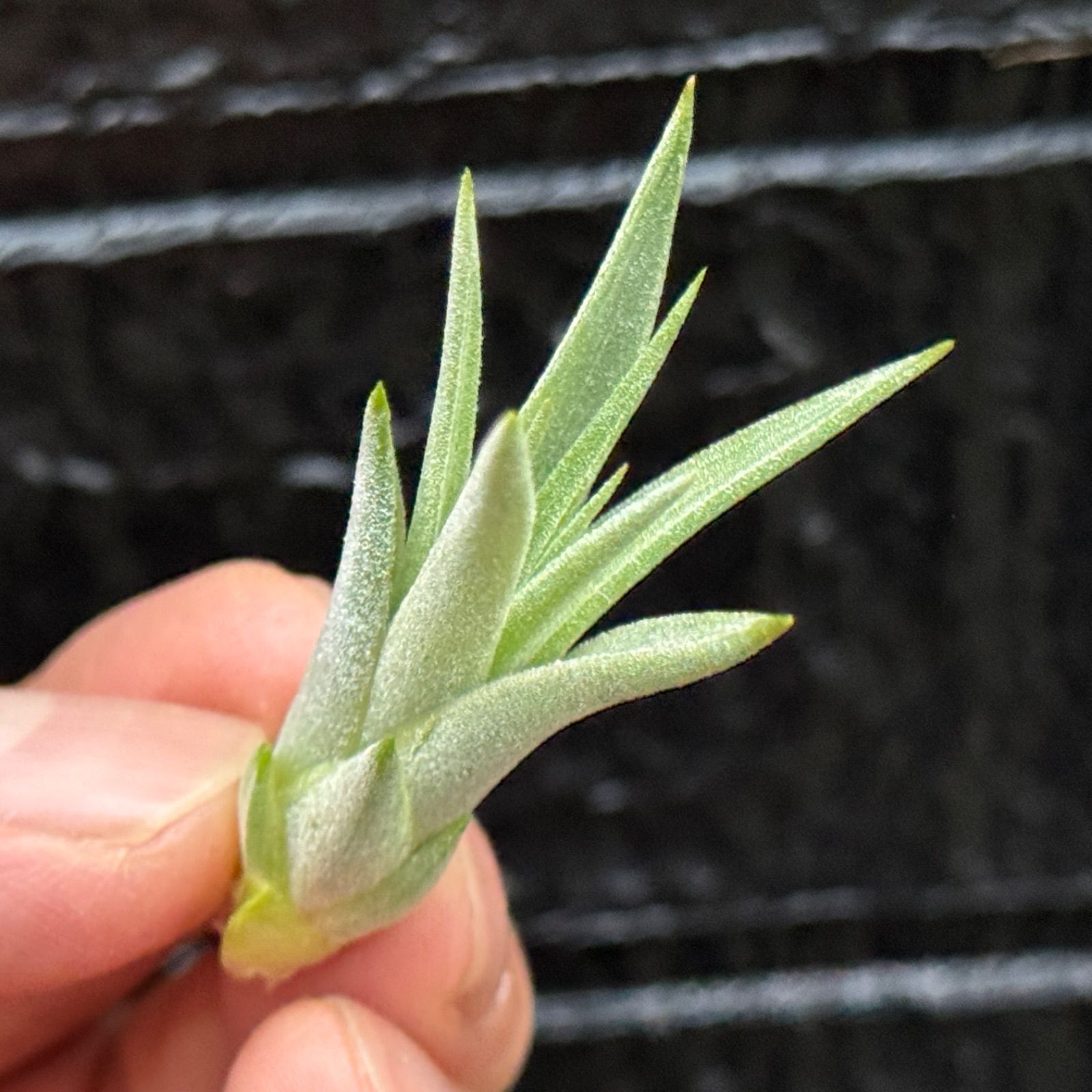 小＊ New! ファットボーイの縦長タイプ＊ チランジア イオナンタ