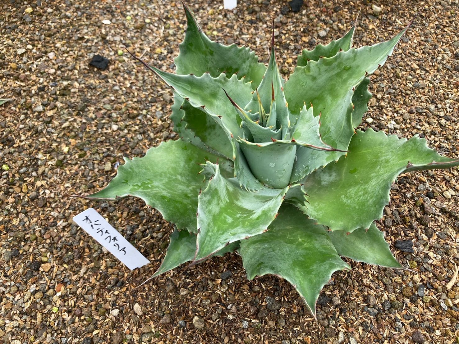 アガベ ショータイム オバティフォリア/笹の雪 ハイブリッド