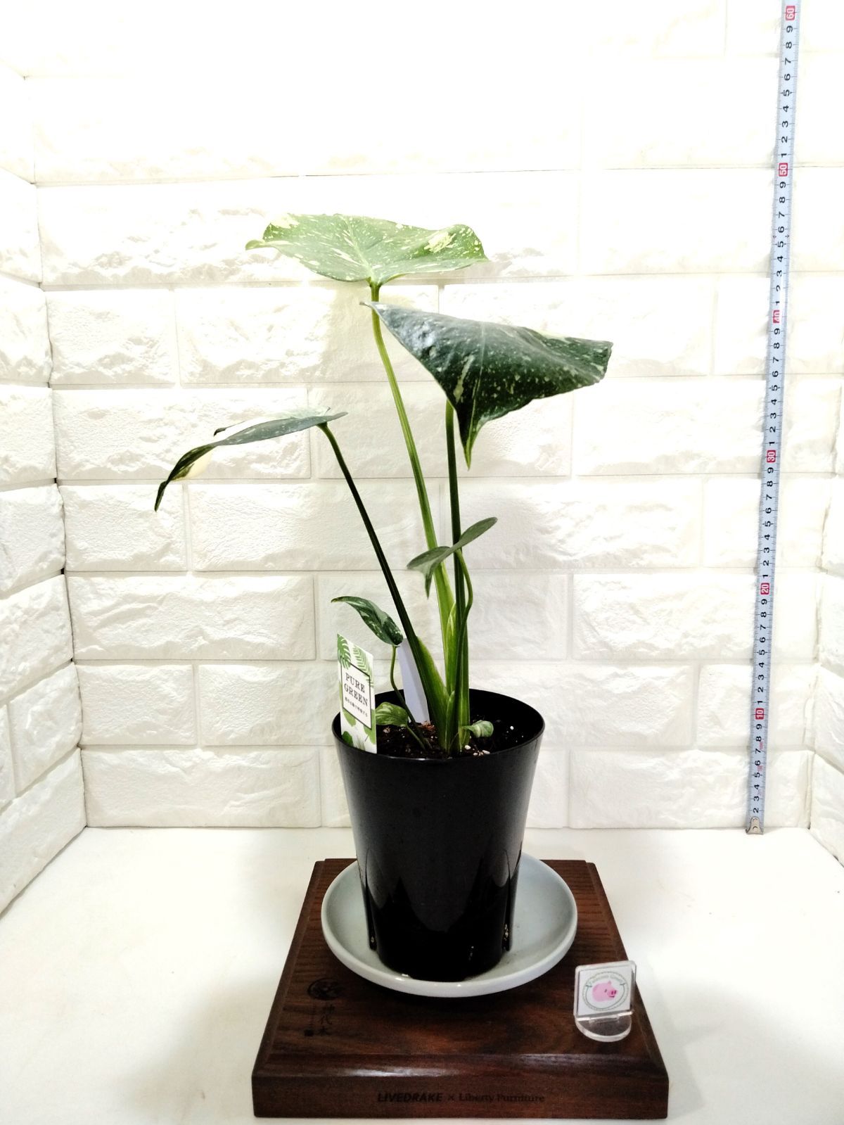 モンステラタイコンステレーション　NO4 斑入りモンステラ タイコンステレーション 4号ロング｜観葉04-PA