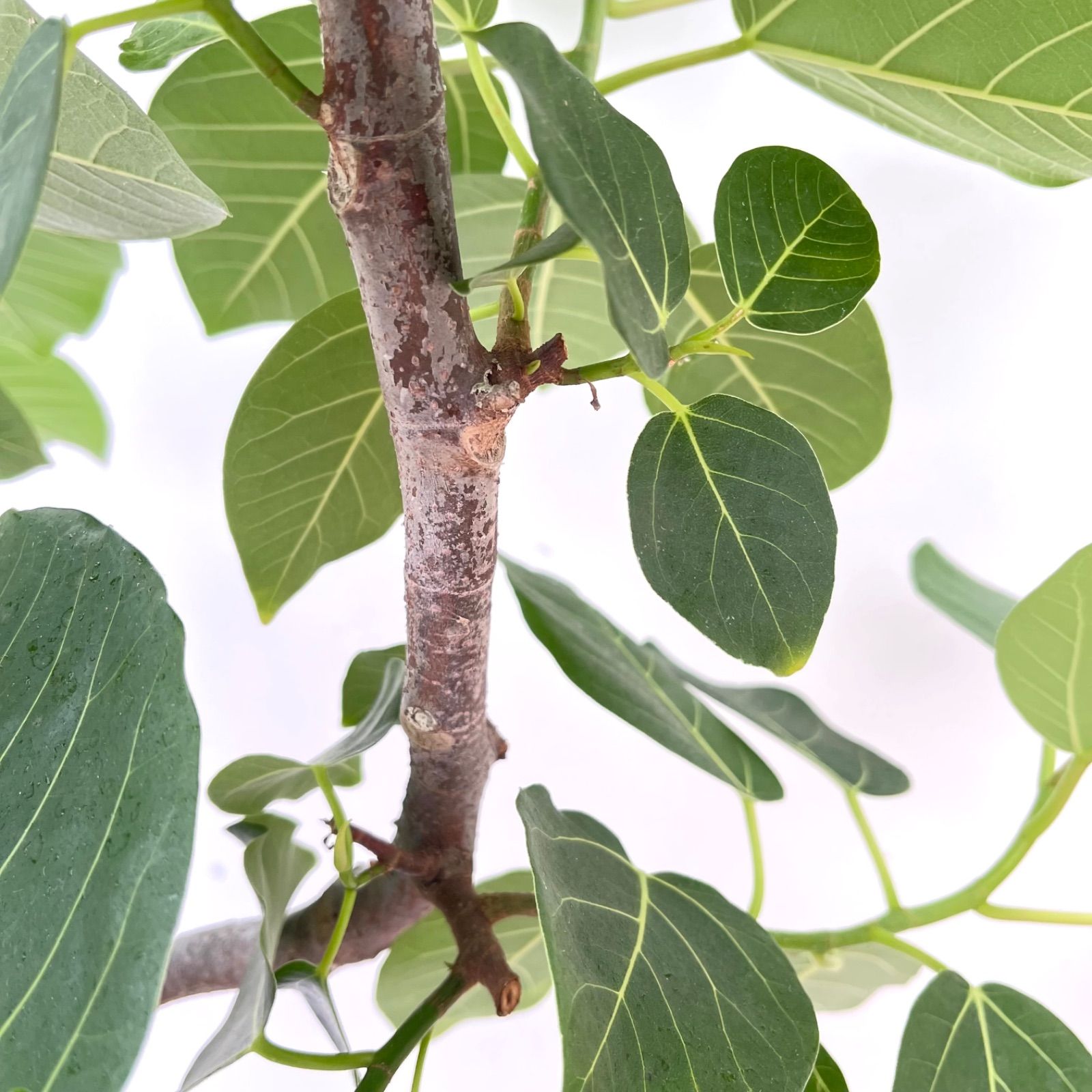 フィカス グランディス 曲がり 1 現品 観葉植物 室内 大型 YUZUMIYA_COM