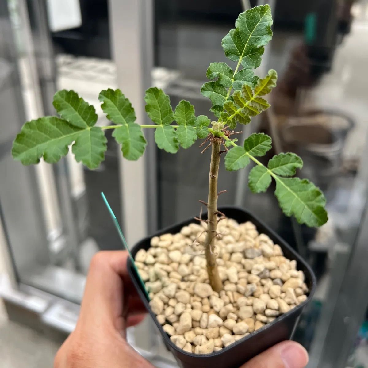 ボスウェリア サクラ Boswellia sacra 国内実生苗 - メルカリ