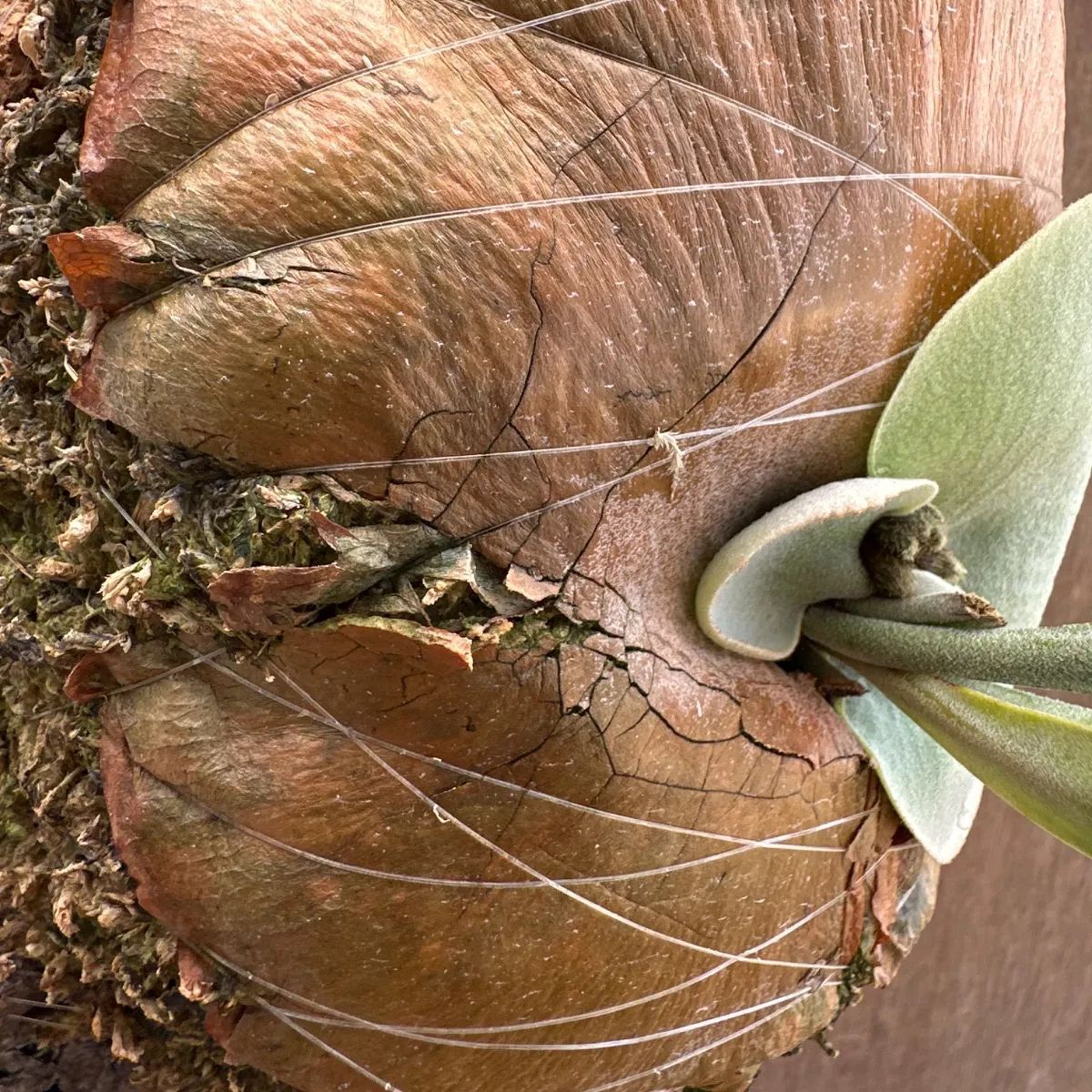 【現品】コルク付き　プラティケリウム　ウィリンキー　吊り　コウモリラン　A7番 現品】コルク付き プラティケリウム ウィリンキー 吊り コウモリ