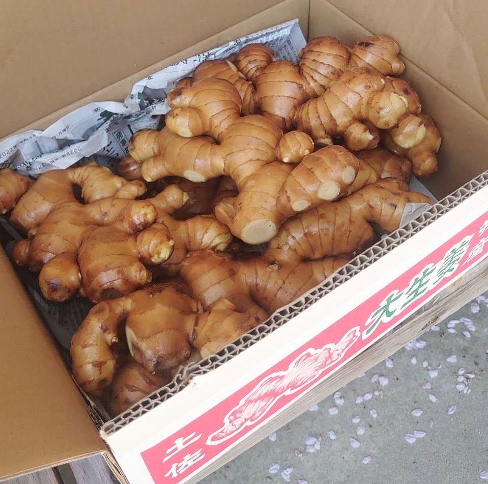 高知県産囲生姜8Kg