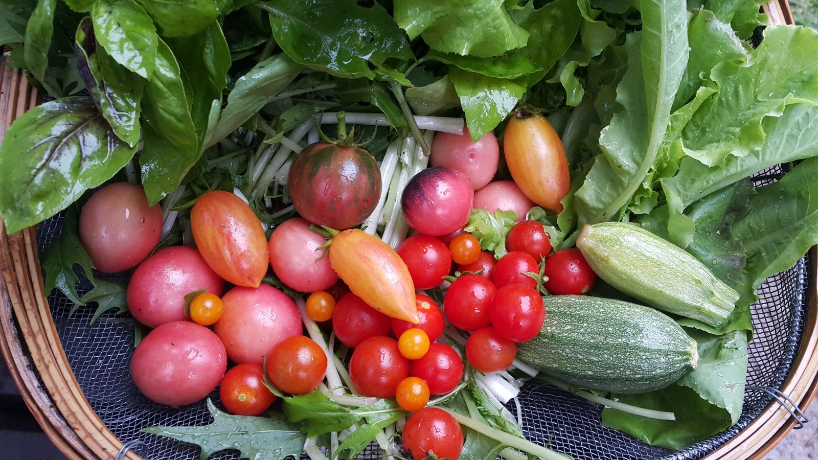 相模半白きゅうり(Sagami Hanjiro Cucumber・固定種) 相模半白きゅうり(Sagami Hanjiro Cucumber・固定種) - メルカリ