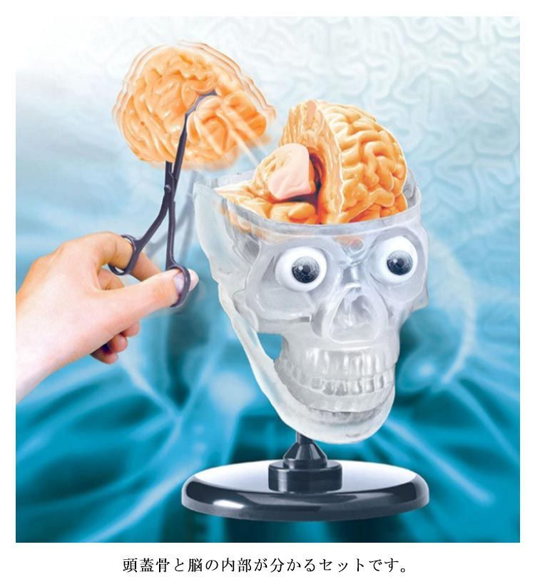 人体模型 人体模型艺用品牌及商品- 京东