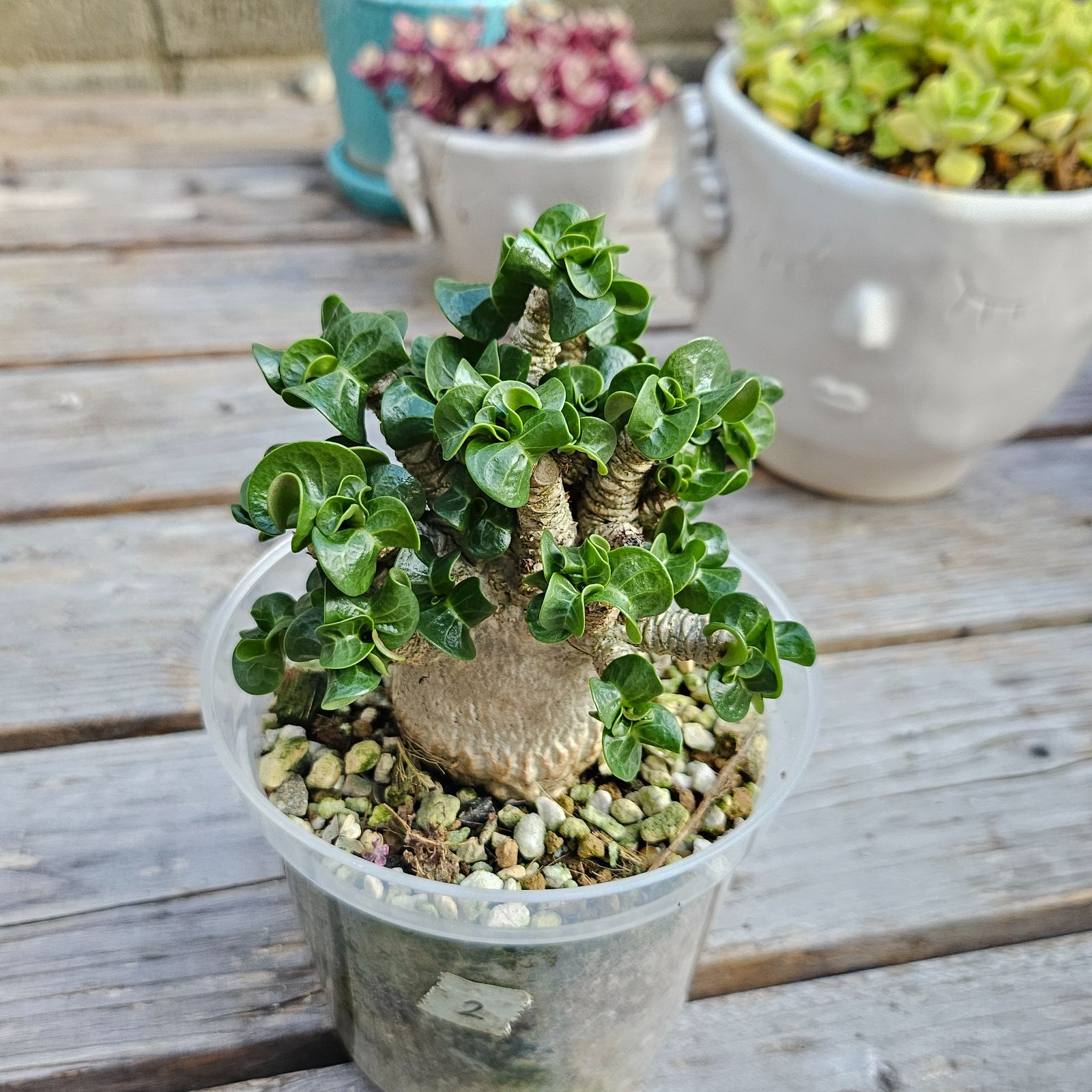 ②《 Adenium Arabicum D.H.A》アデニウム アラビカム 獅子葉