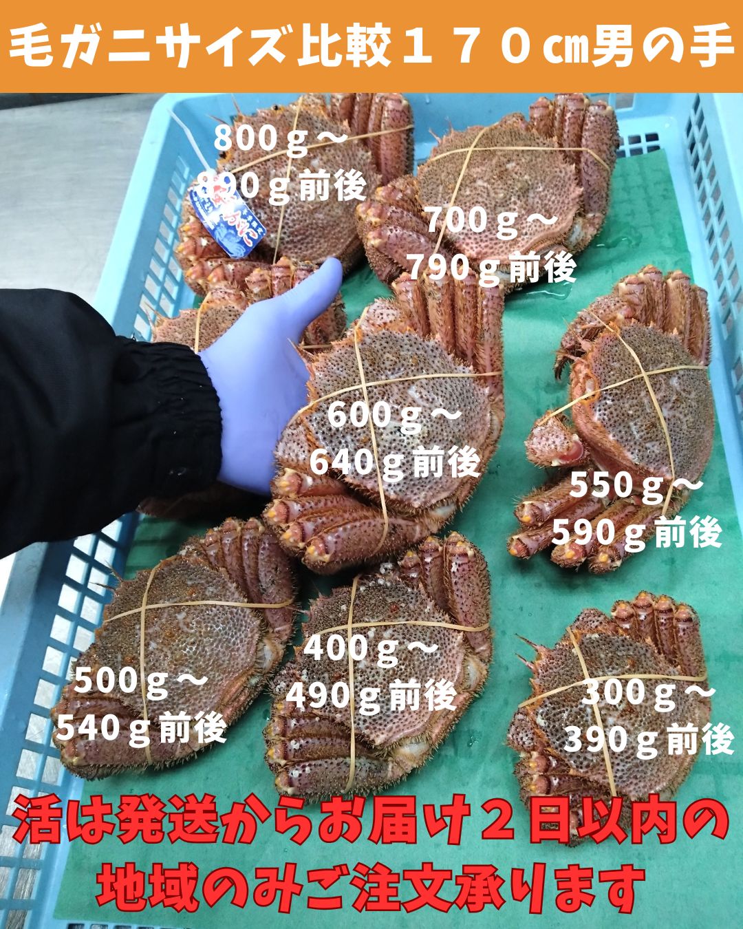 活きたまま 活毛ガニ