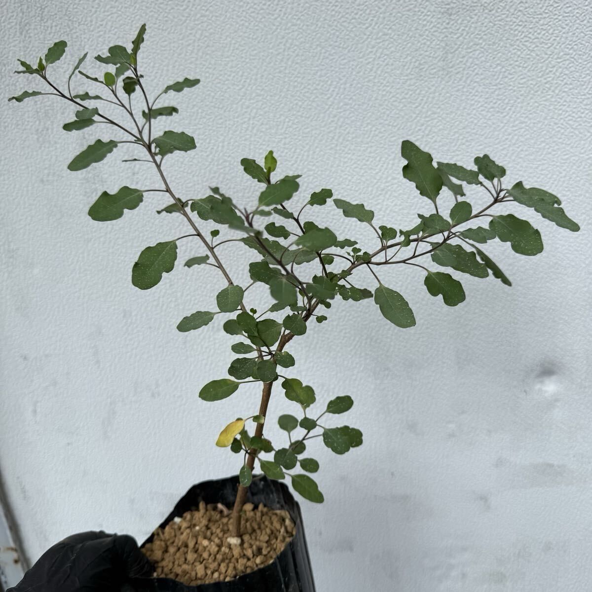 現品】バオバブ・ディギタータ 5号 黒鉢（7） 現品】 発根済 大株