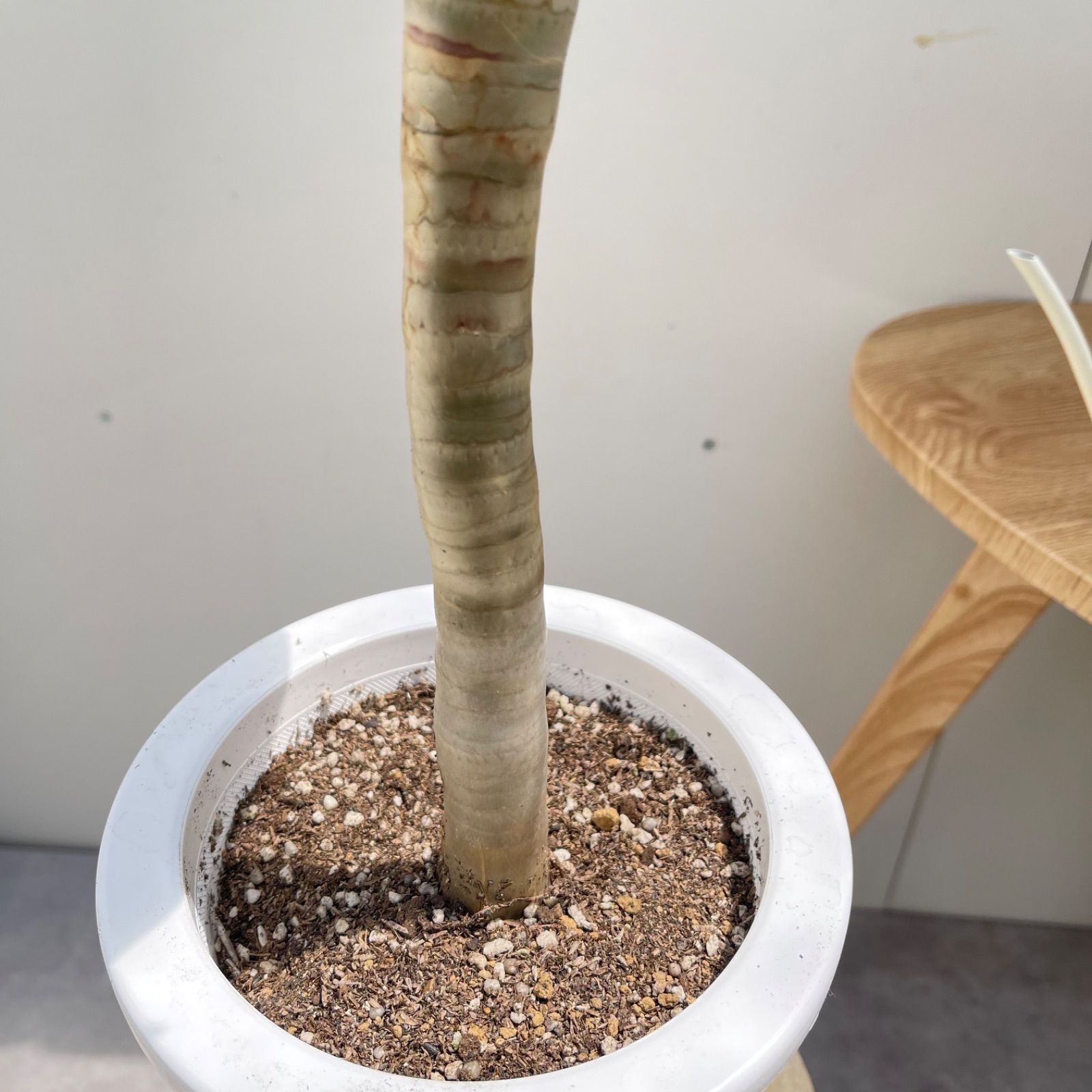 売約済※ アロエ デコトマ 【現品】観葉植物 室内 6号 2024 アロエ