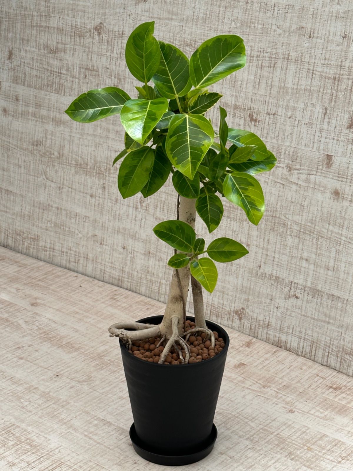フィカス アルテシマ 太幹 植物 盆栽 インテリア フィカスアルテシマ