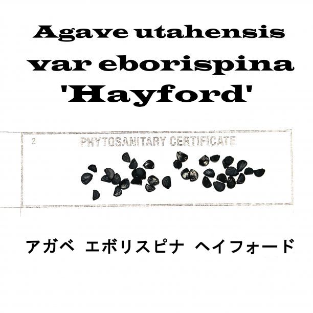 セブンフェアリー⭐︎ayane⭐︎フェイクファーベスト⭐︎新品23980円