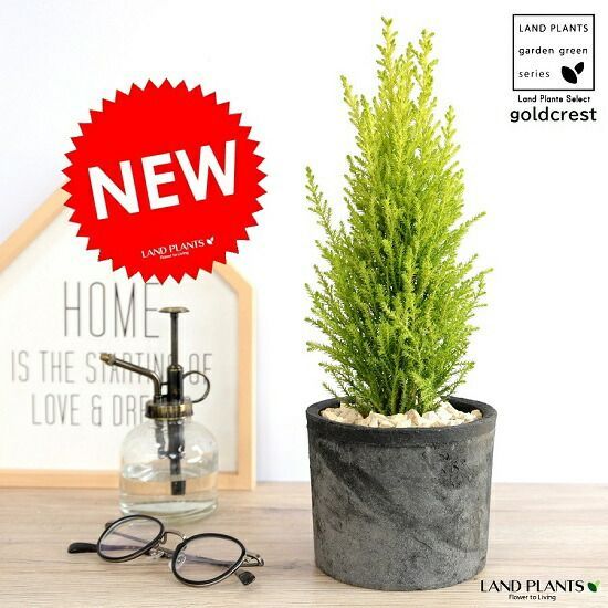 絶版希少品 326POWER ヘッドパッド 旧ロゴ刺繍