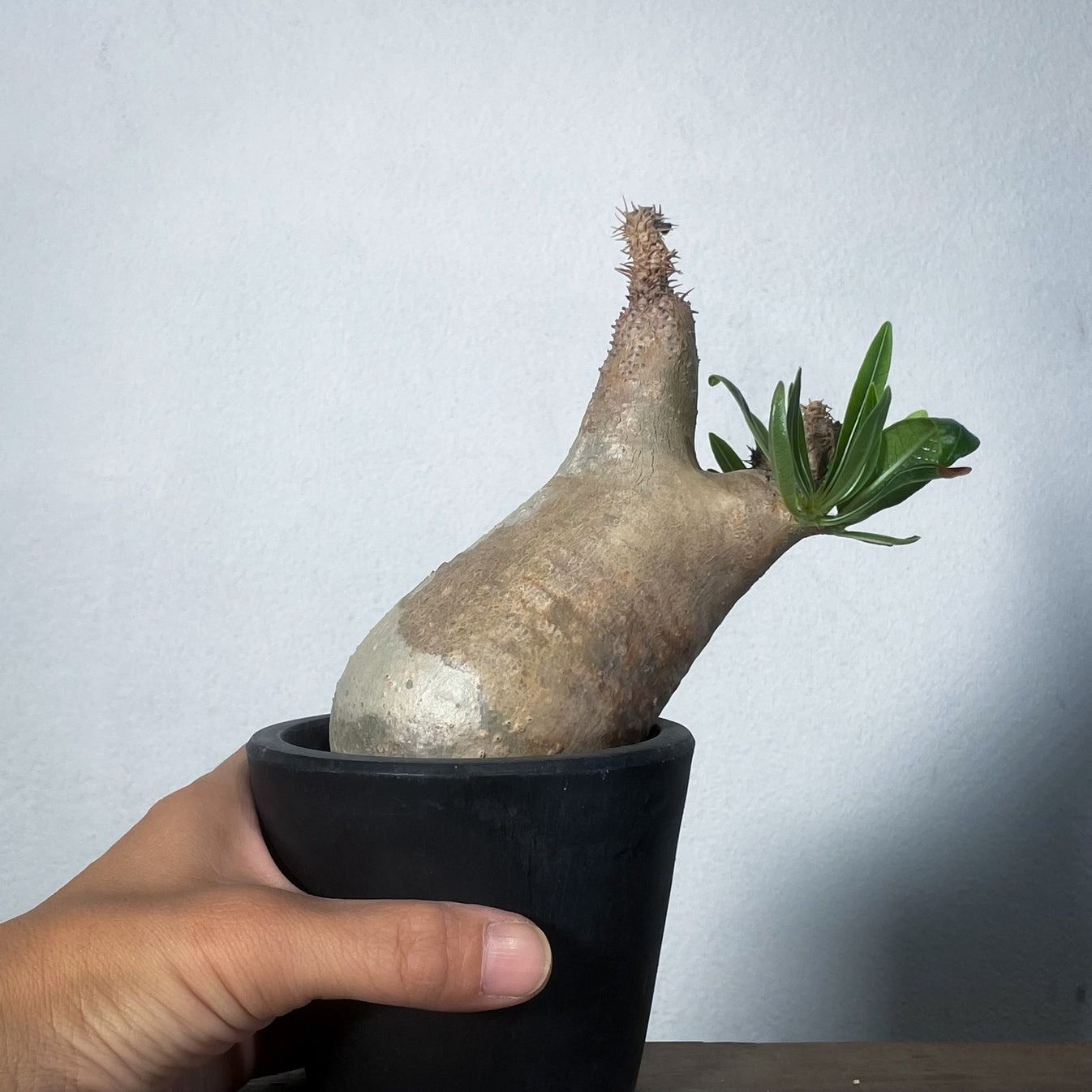 ◇超希少！特選ドワーフ！ ホリダス エンセファラルトス鉢上35cm 選抜