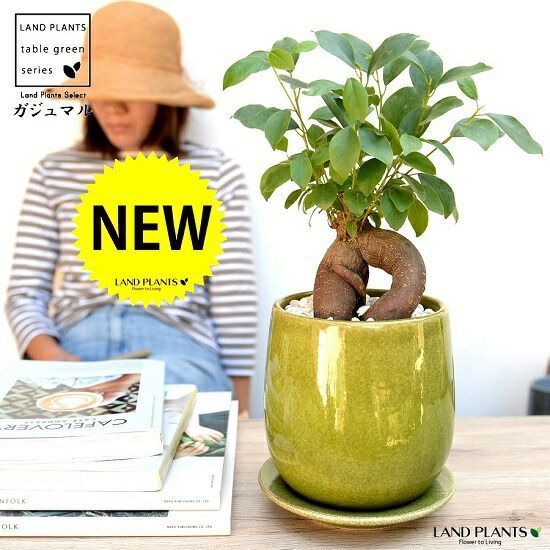 リング トルクアータK10 コガネムシ×グリーンアゲート ゴンドア