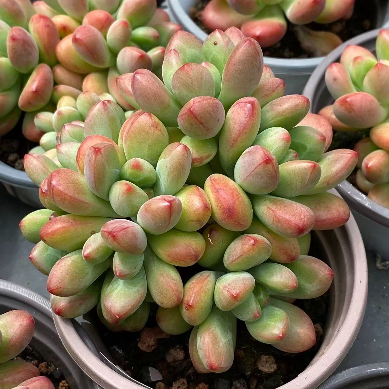 36株の抜き苗セット】レッドトム 多肉植物 佐川急便発送