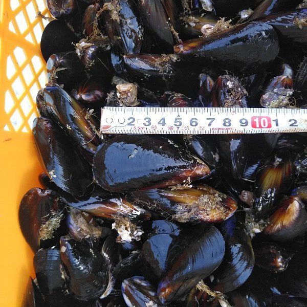 釣り餌に ムール貝　「ムラサキイガイ５ｋｇ」小分け袋入り冷凍品 ５キロ イガイ 船釣り 磯釣り コブダイ釣り チヌ釣り クロダイ釣り フィッシング