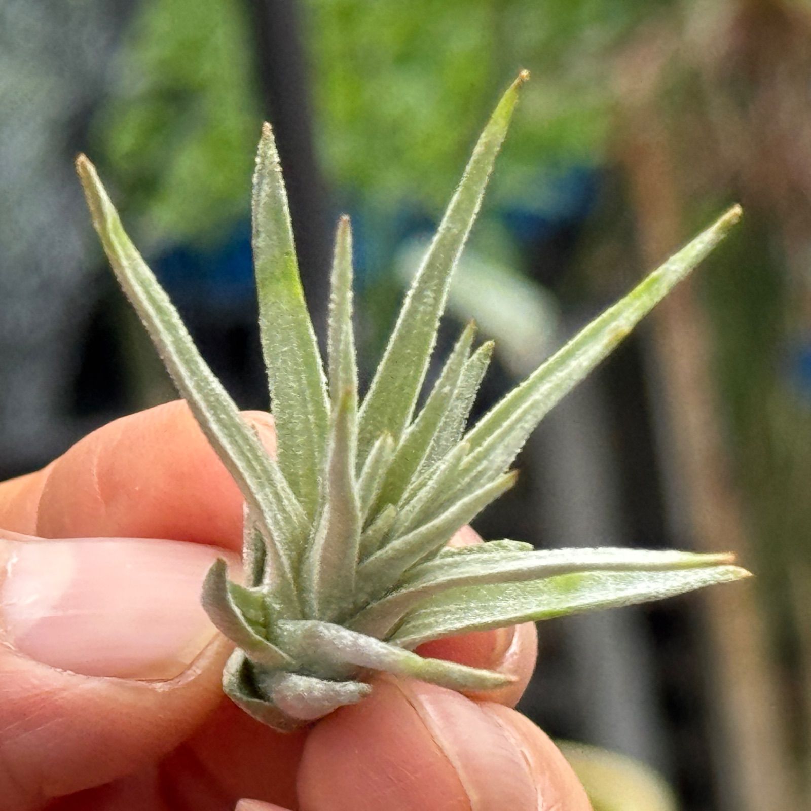 チランジア モーリアナ　 Tillandsia 子株＊ チランジア モーリアナ(モウリアナ) Tillandsia mauryana＊エア