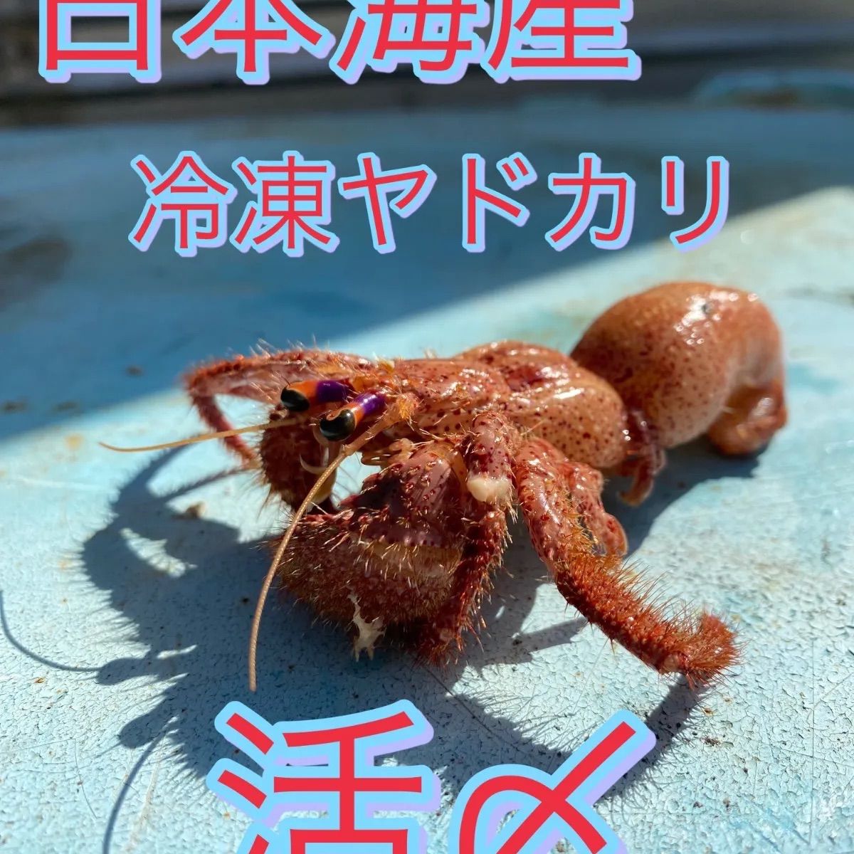 最強 冷凍ヤドカリ餌 特大 大サイズ34匹