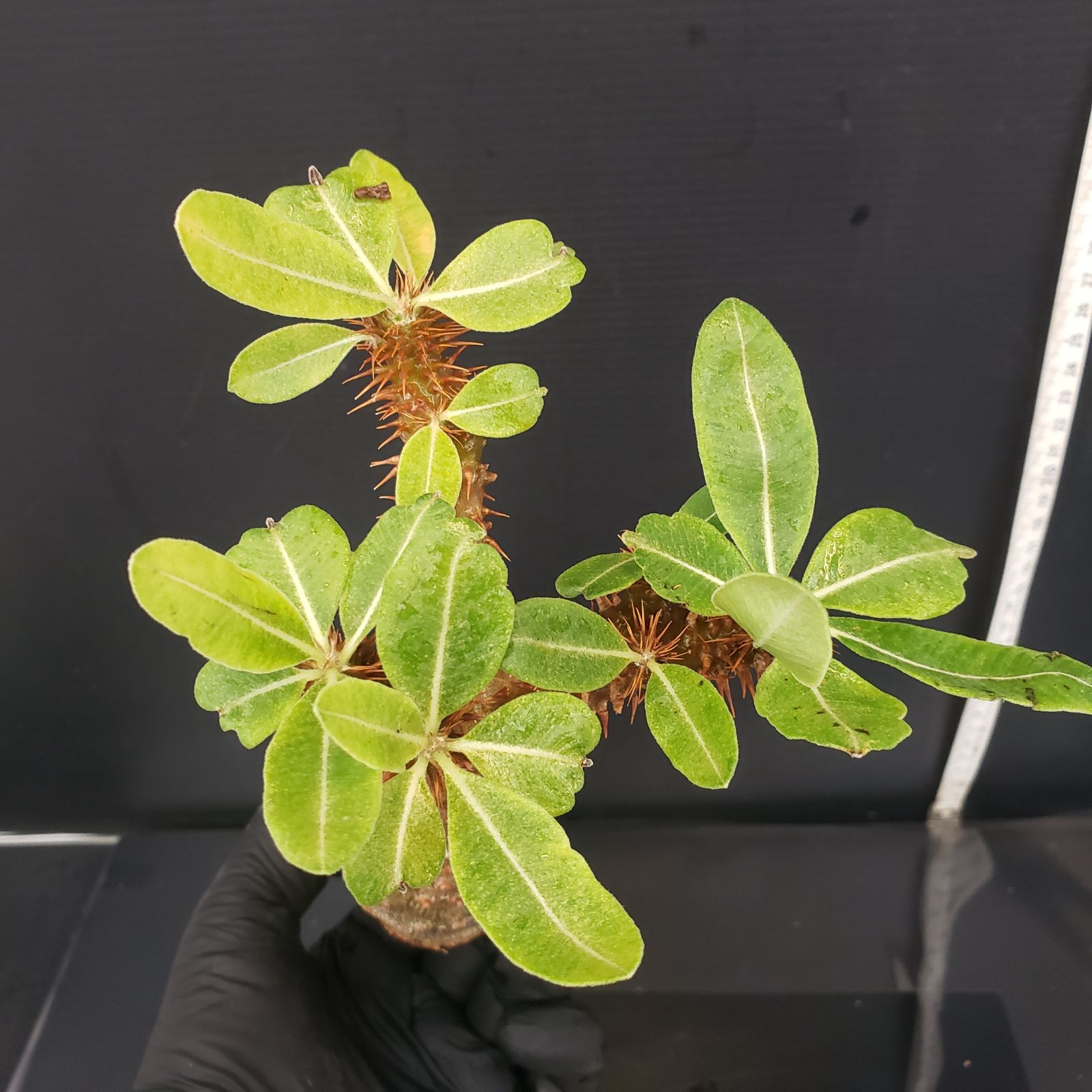 SALE パキポディウム マカイエンセ　現地球発根済416 現地球・発根済】パキポディウム マカイエンセM 鉢付き 塊根植物