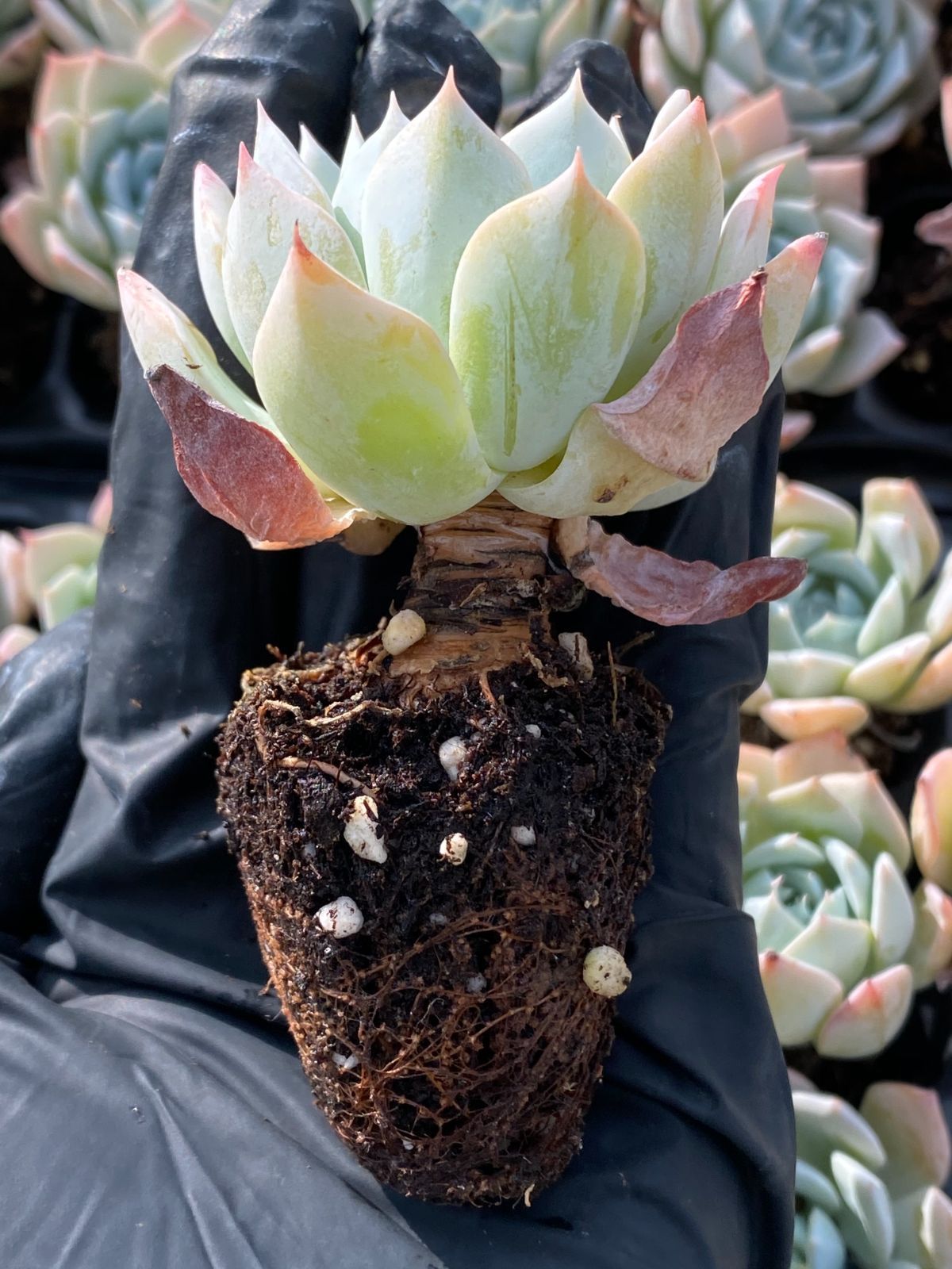 そらいろのたね様専用 バナナ苗 アイスクリームとアップル混合 Amazon