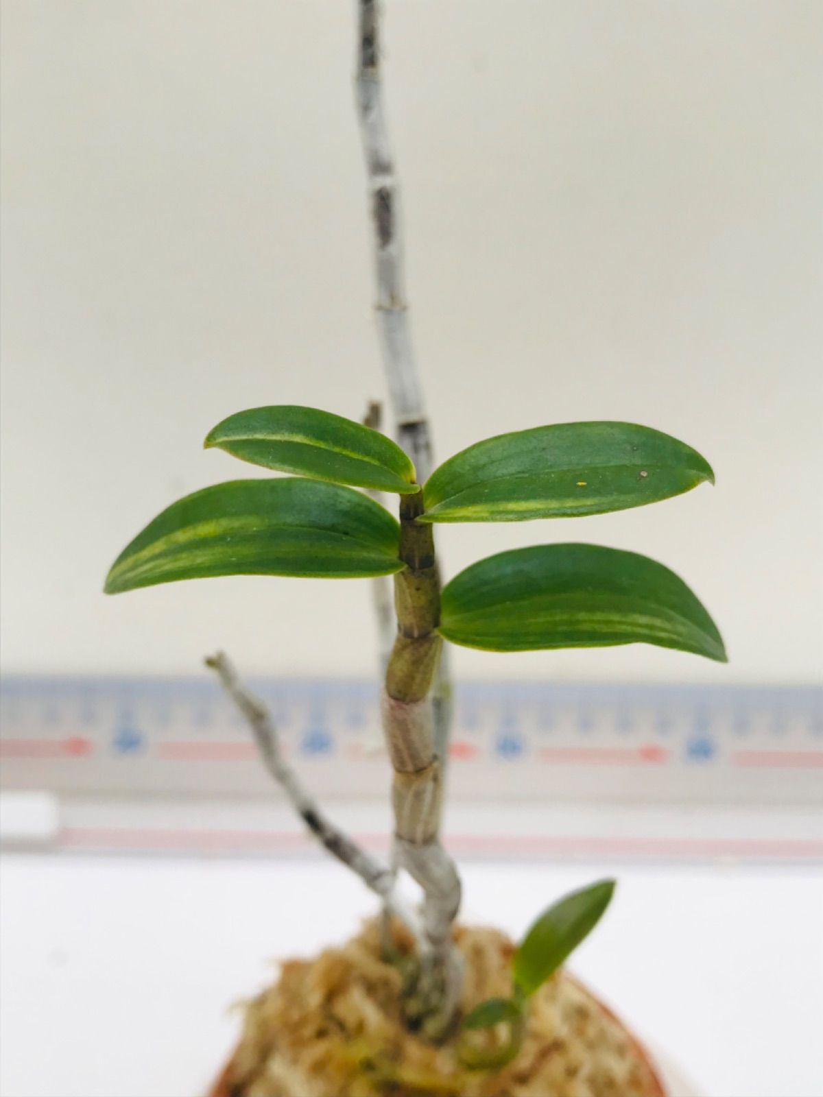 セッコク ☆南州達磨☆ 富貴蘭 長生蘭 山野草