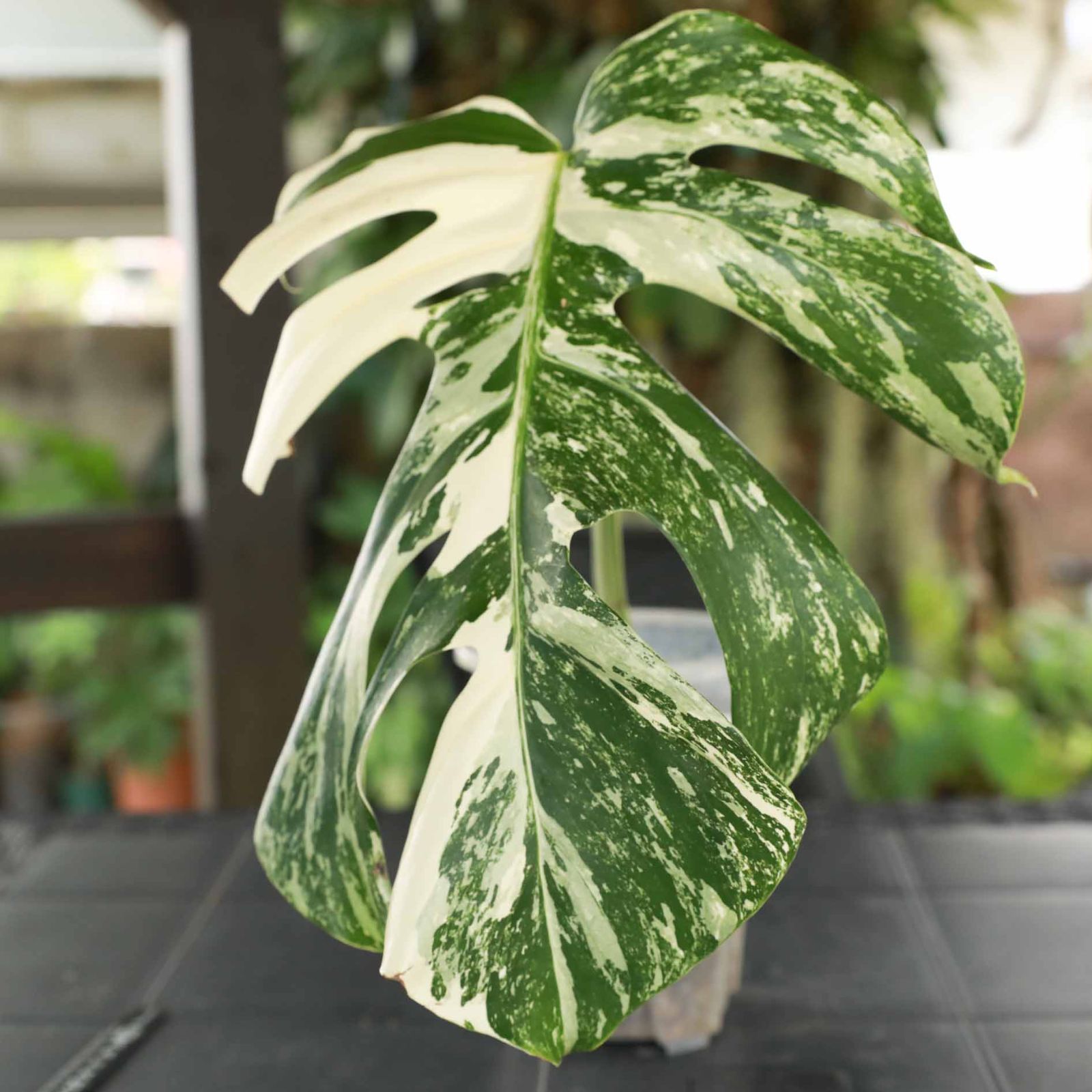 斑入り モンステラ ボルシギアナ バリエガタ フルムーン Monstera Borsigiana Variegata 白斑 インテリア に （B3  山野草 ） - 観葉植物