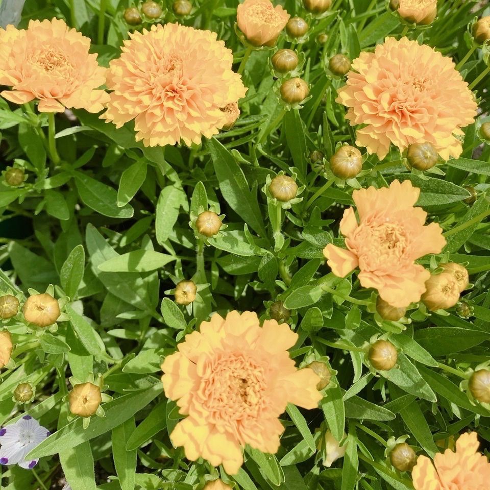 豪華な八重咲き 宿根草 コレオプシス ソランナ 花苗 花 苗 - メルカリ