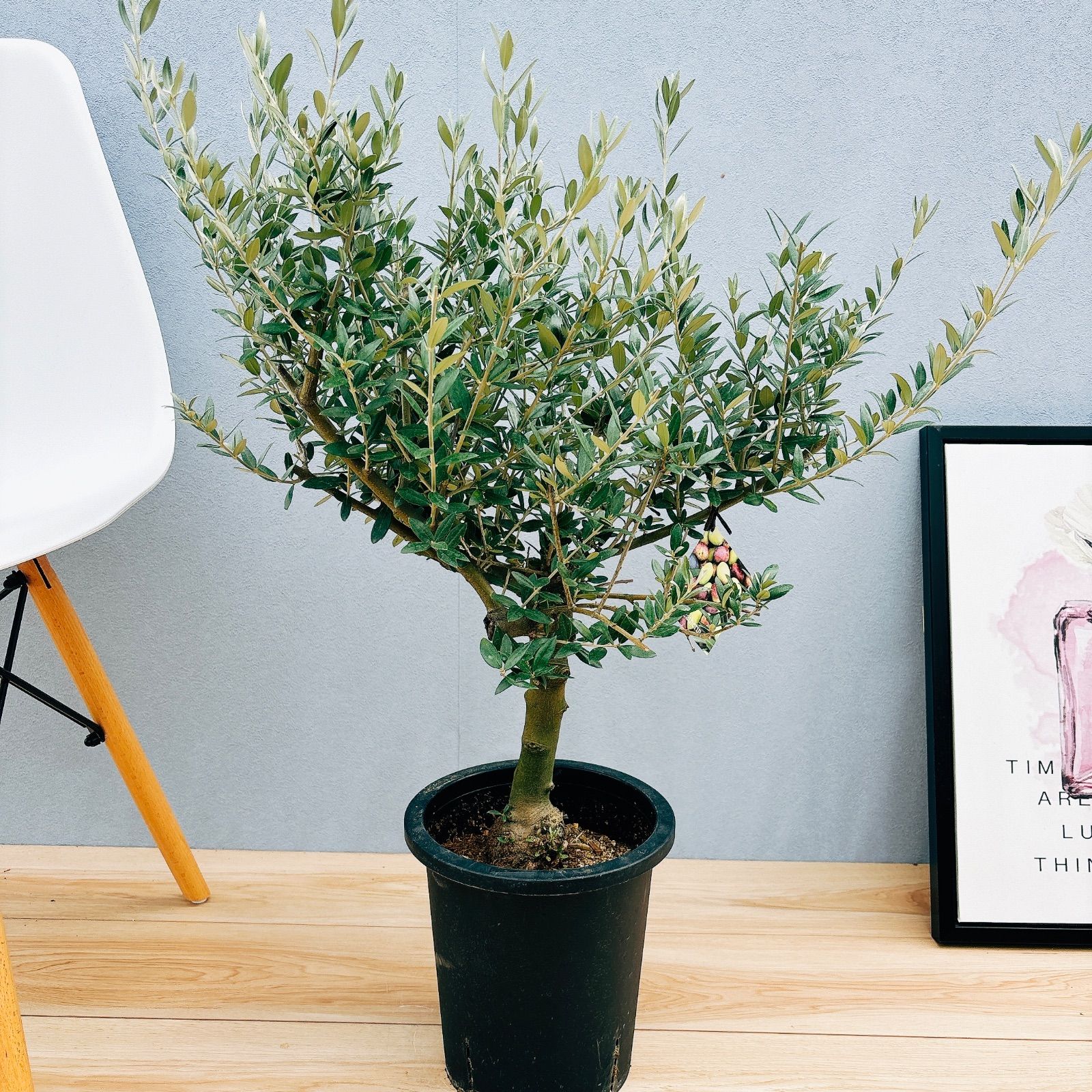 多肉植物 アラン 抜き苗 エケベリア エケベリア アラン Echeveria