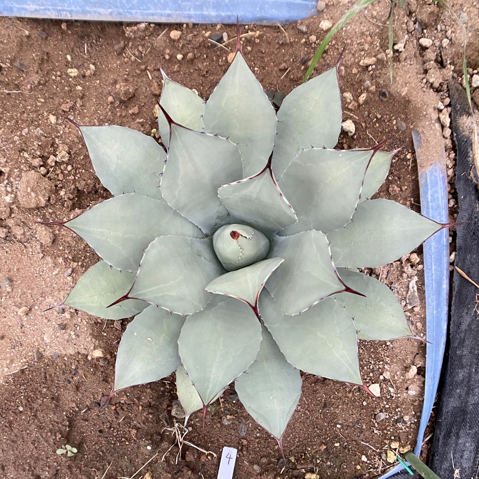 アガベ チタノタブルー 実生 #01 アガベ チタノタブルー実生 (検