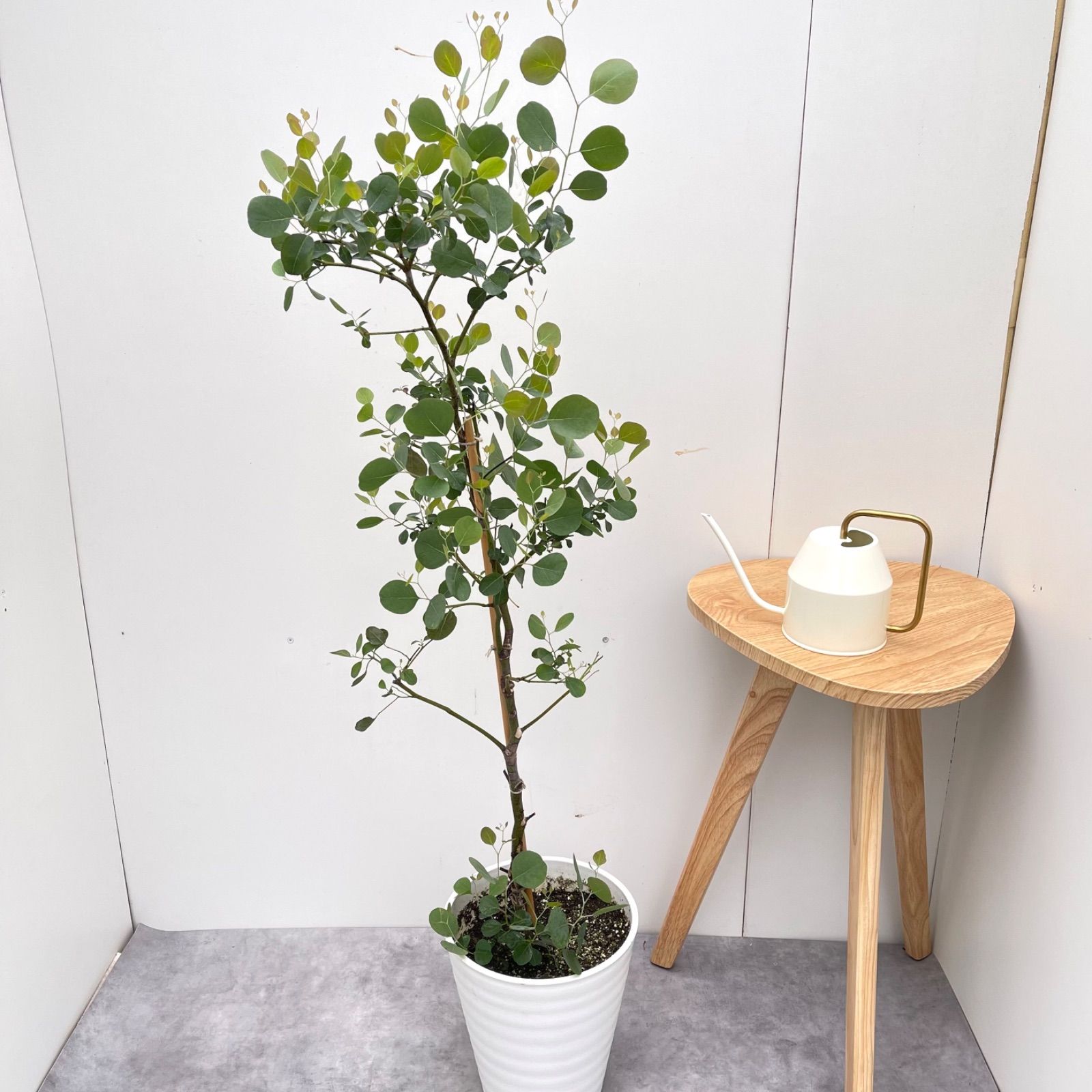 ユーカリ ポポラス 現品 観葉植物 大型 庭木