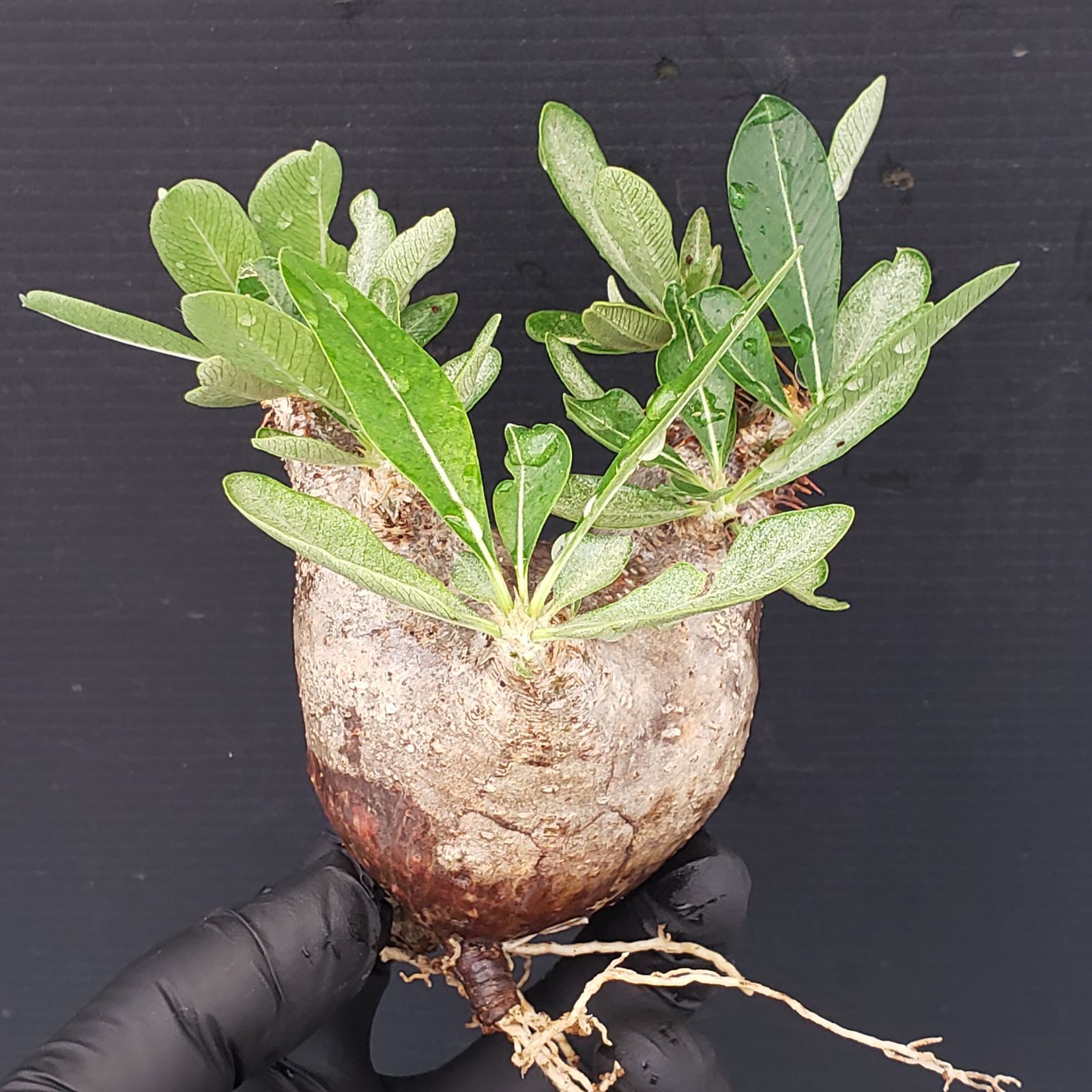 新着パキポデュウム品種不明株 パキポディウム 品種不明 | mana's farm:塊根植物・アガベ