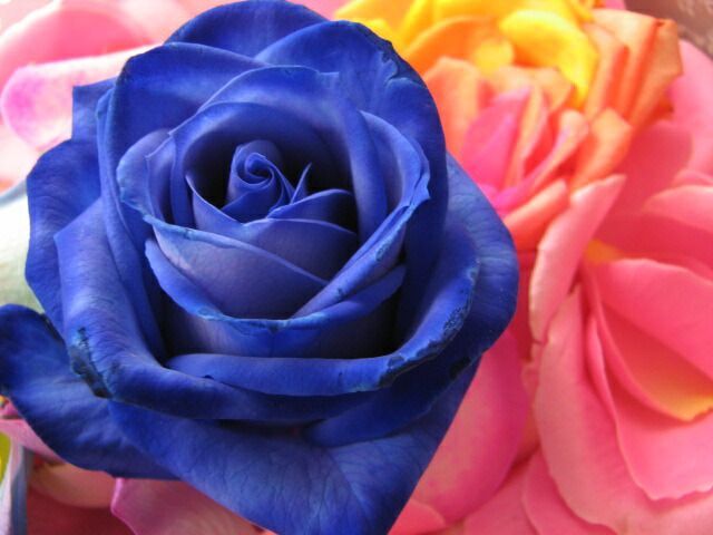 プロポーズ 記念日のギフトにピッタリ♪ご希望日にプレセント先にお届け