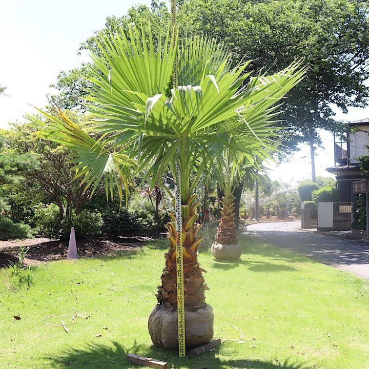 耐寒性ヤシ ワシントンヤシ 引き取りのみ - 植物/観葉植物