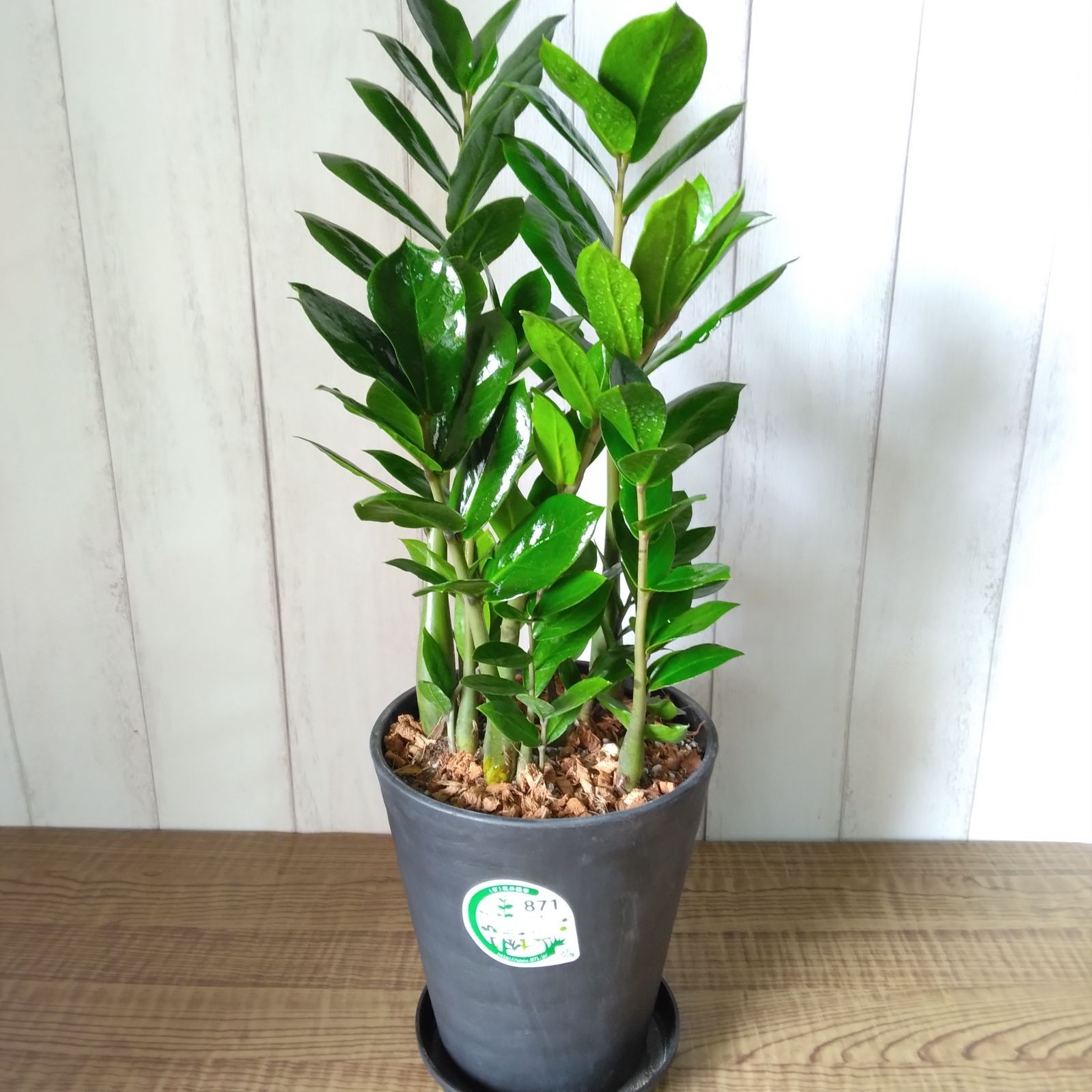 金運アップの観葉植物】ザミオ 2個セット