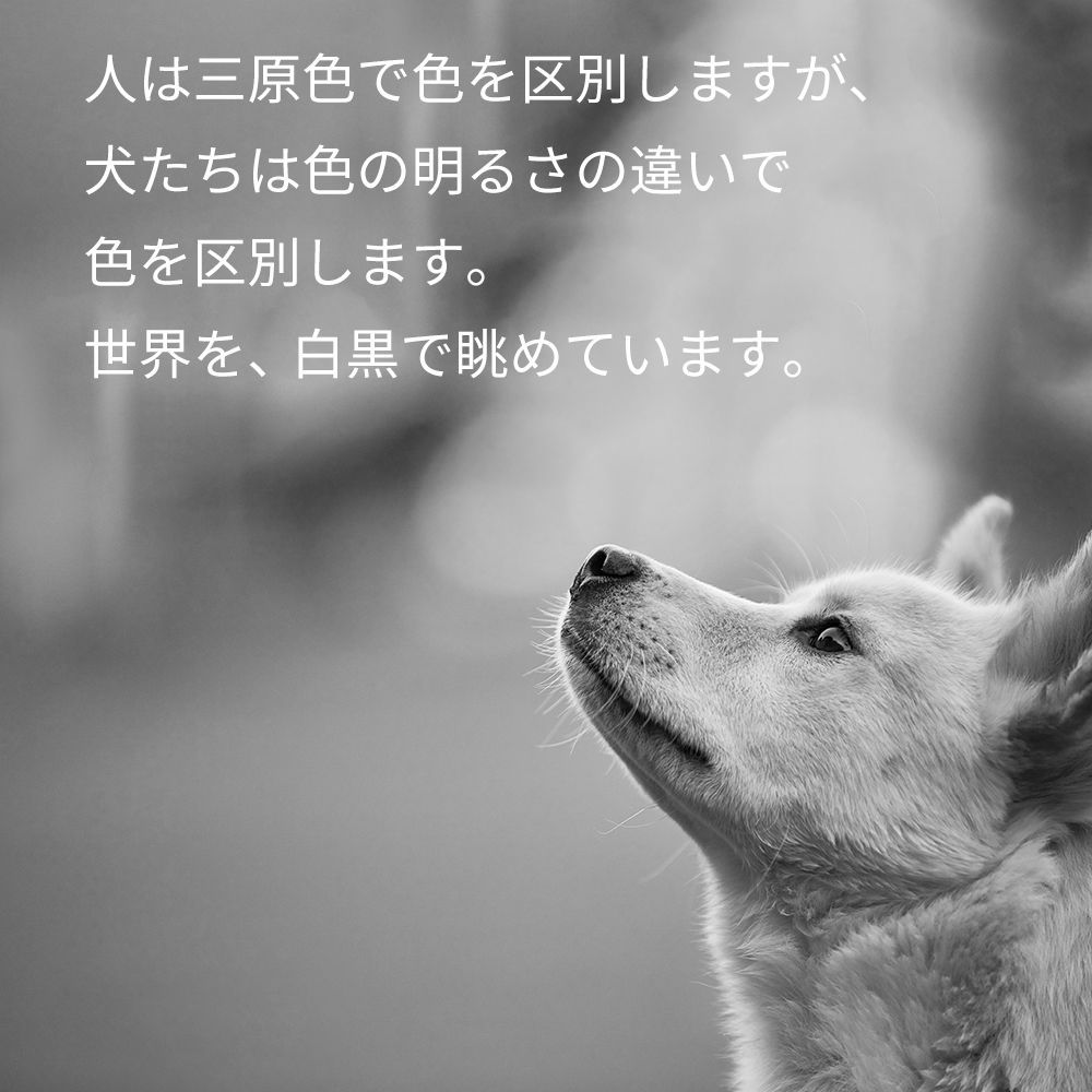 ペット用
