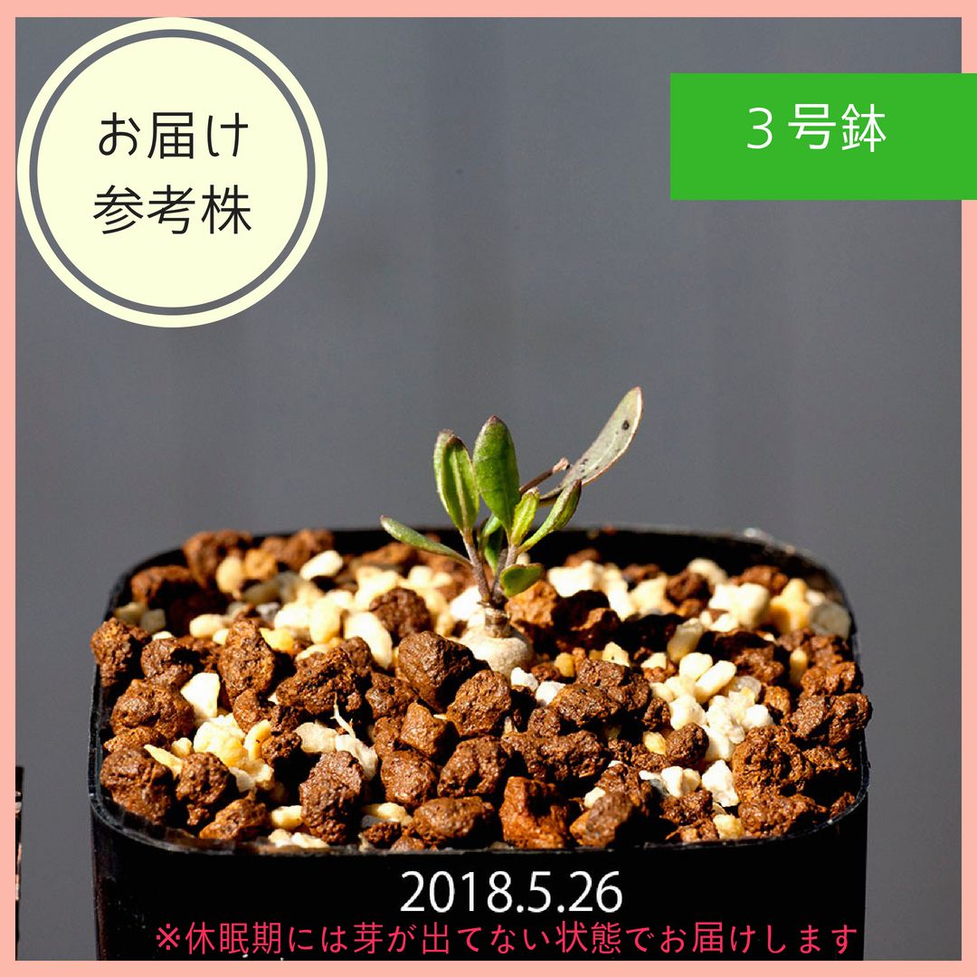 江おんすていじ 新編里見八犬伝 缶バッジ 豊前 松井 桑名 村雲 五月雨